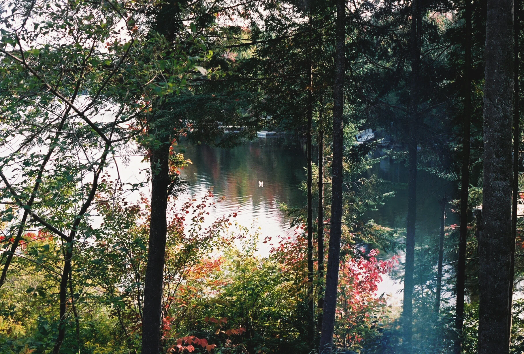 peaking through, quebec, 2020