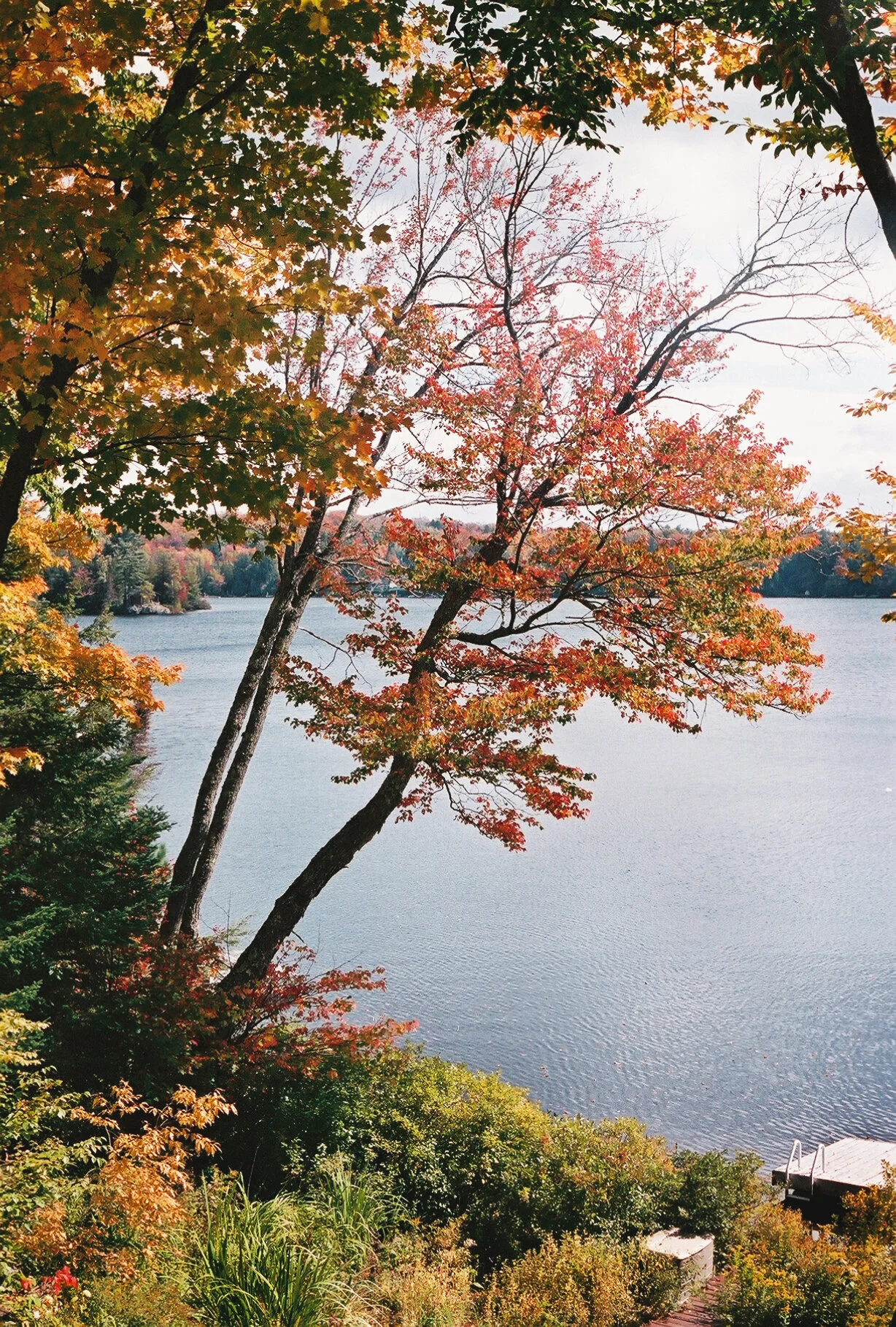 autumn, quebec, 2020