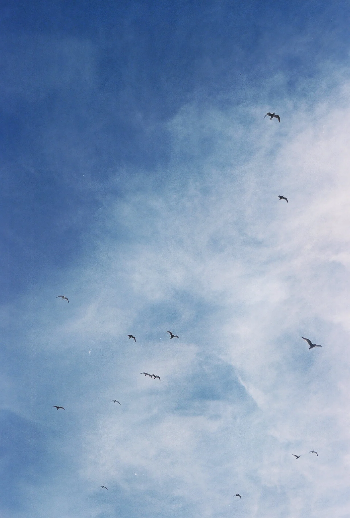 taking flight, california, 2018