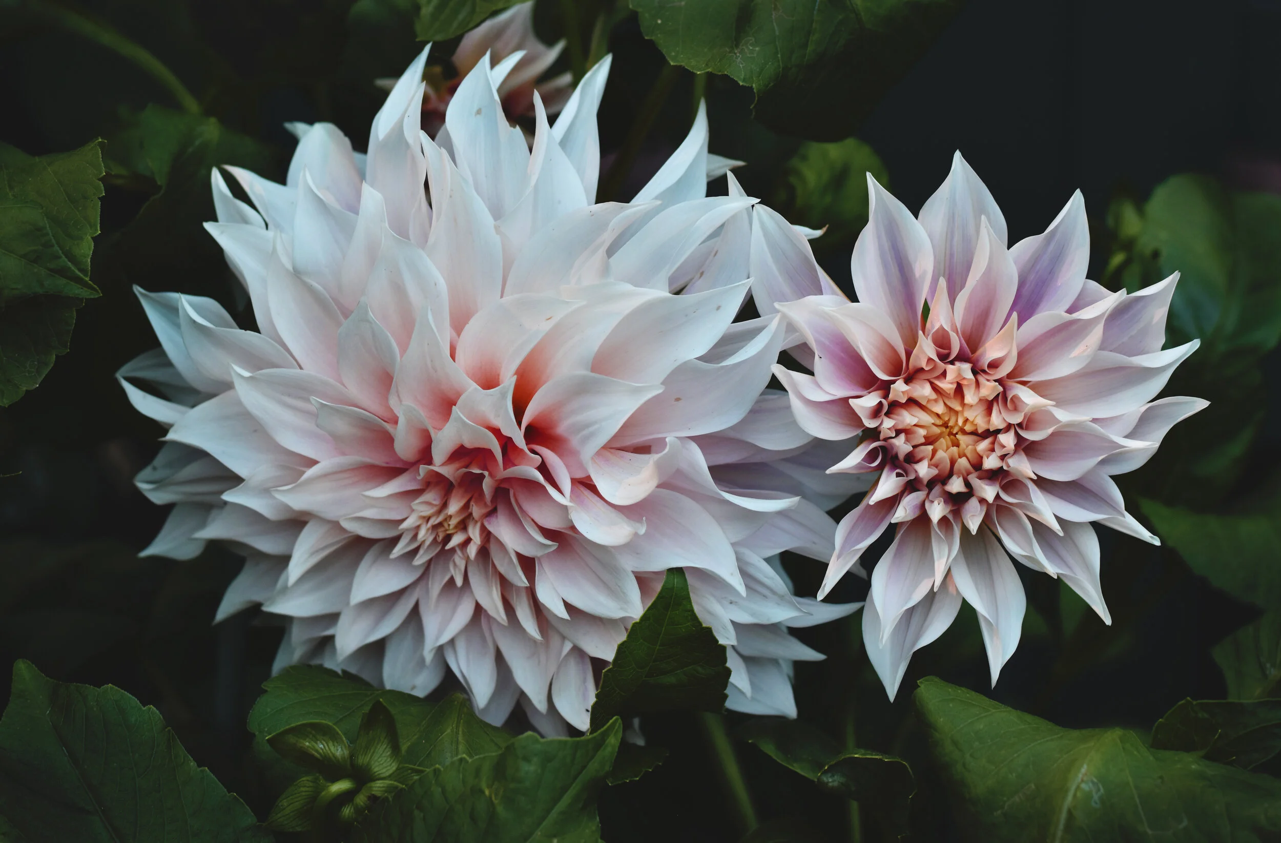 in bloom, california, 2020