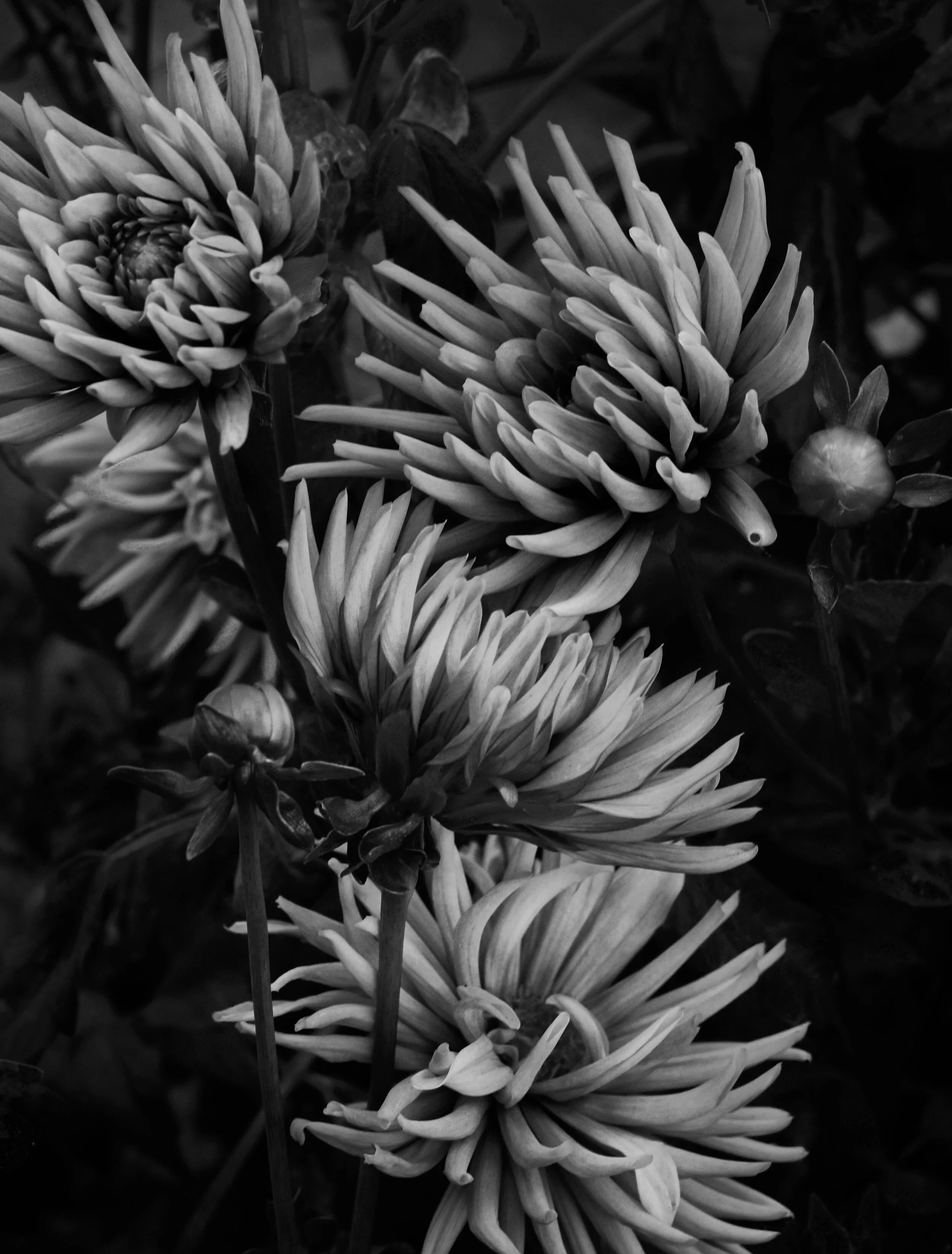 dahlias, california, 2020