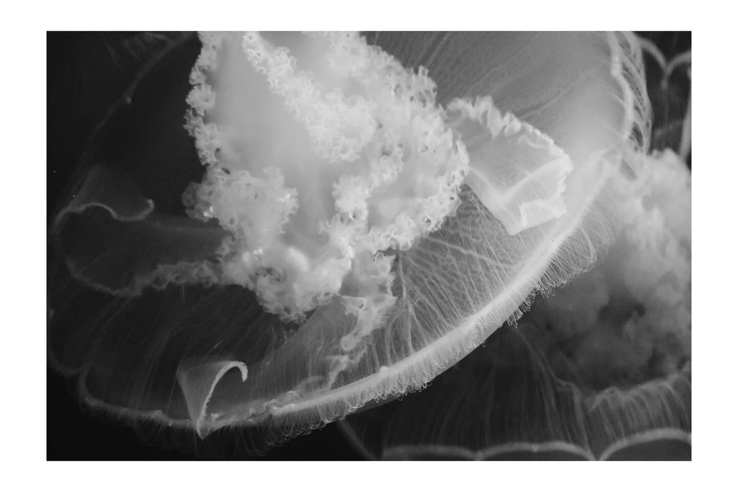 jellies
&bull;
&bull;
&bull;
&bull;
&bull;
#verybusymag #fivesixmag #jellyfish #underwaterphotography #aquarium #underwaterphoto #oceanlife #nikonphotography #nikonphoto #artcollective #abstractart #blackandwhitephotography #digitalphotography