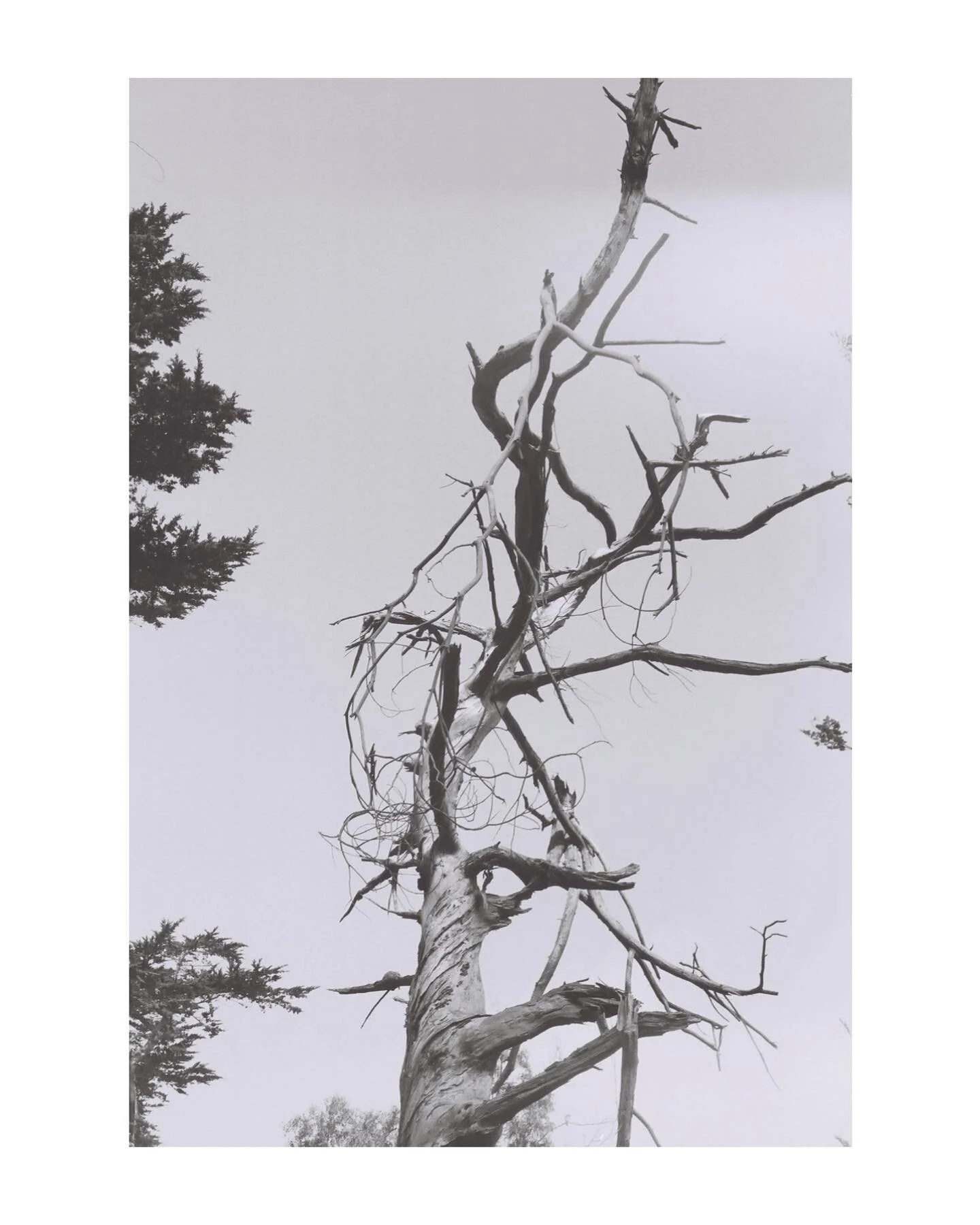 splintered
&bull;
&bull;
&bull;
&bull;
&bull;
#lowqualityfilm #filmlifemagazine #filmtweakers #shootfilmmag #drivebyfilm #thefilmstead #infilmwetrust #shootitwithfilm #bestfilmphoto #goldmoony #filmalivemag #ATGFilmClub #filmphotographic #woofermagaz