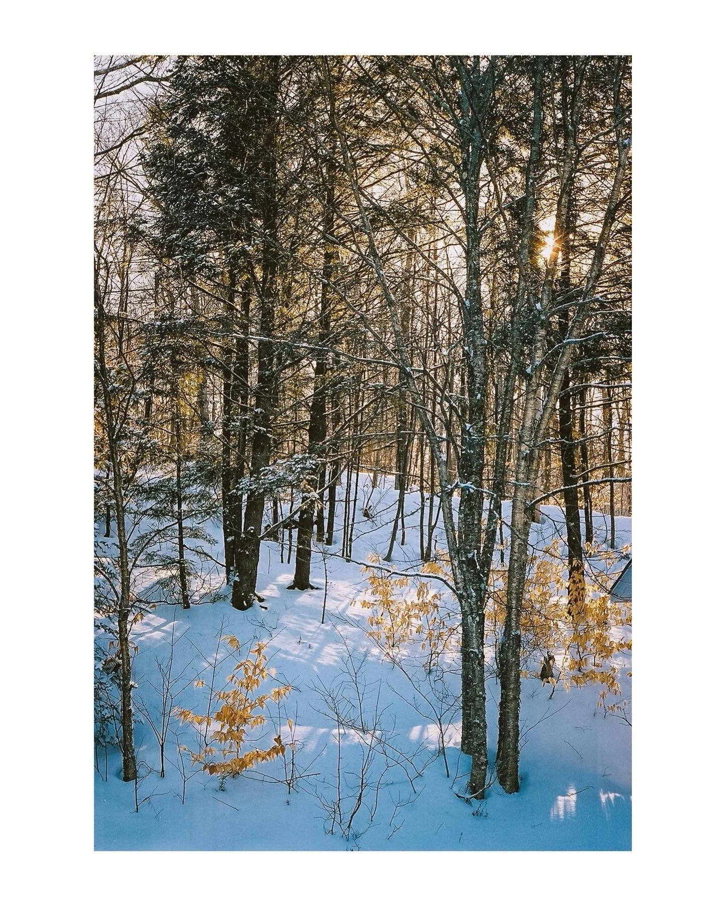 cold morning light 
&bull;
&bull;
&bull;
&bull;
&bull;
#betterdaysonfilm #lowqualityfilm #filmlifemagazine #filmtweakers #shootfilmmag #drivebyfilm #thefilmstead #infilmwetrust #shootitwithfilm #bestfilmphoto #goldmoony #filmalivemag #ATGFilmClub #fi