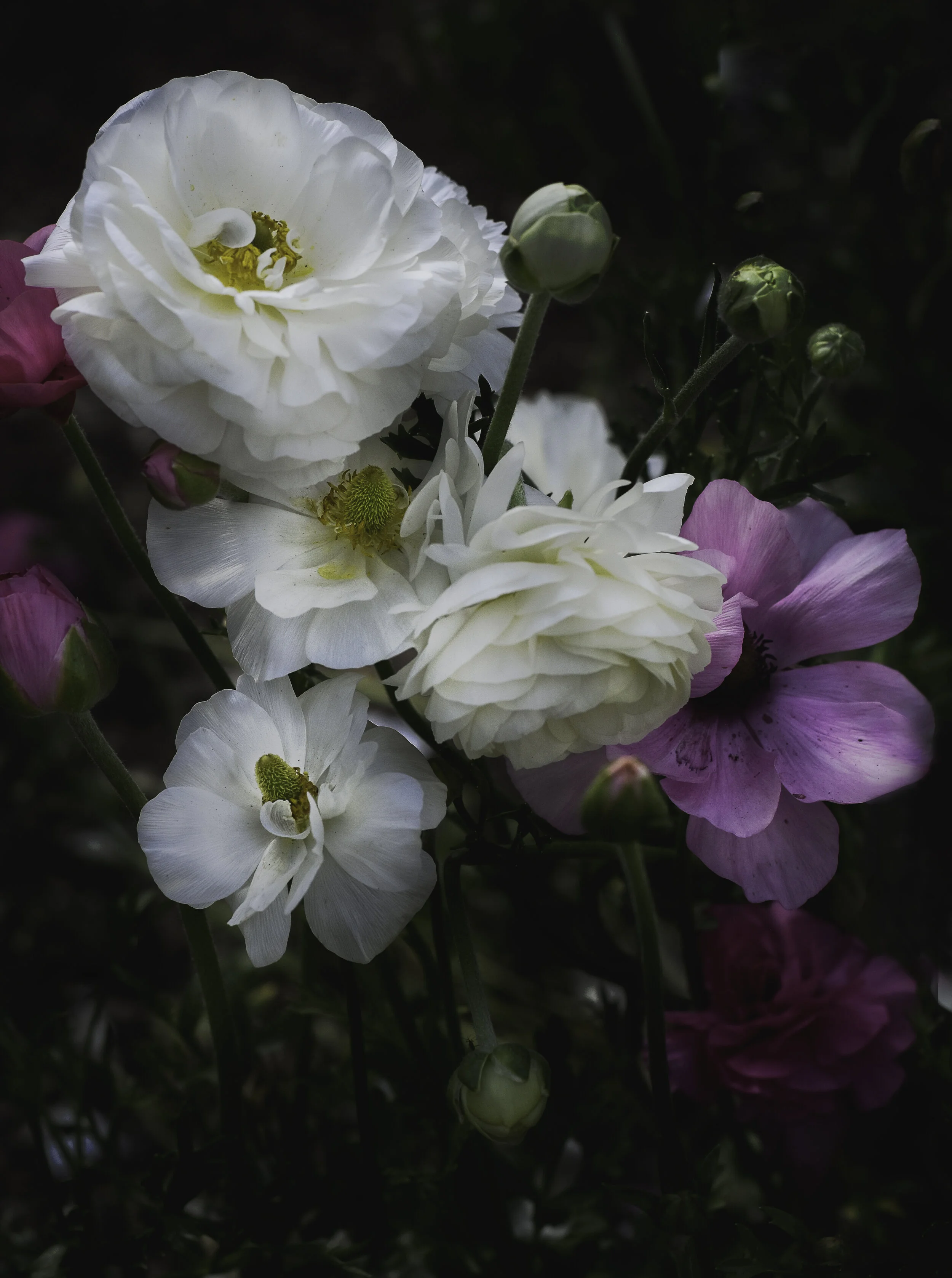 in bloom, california, 2020