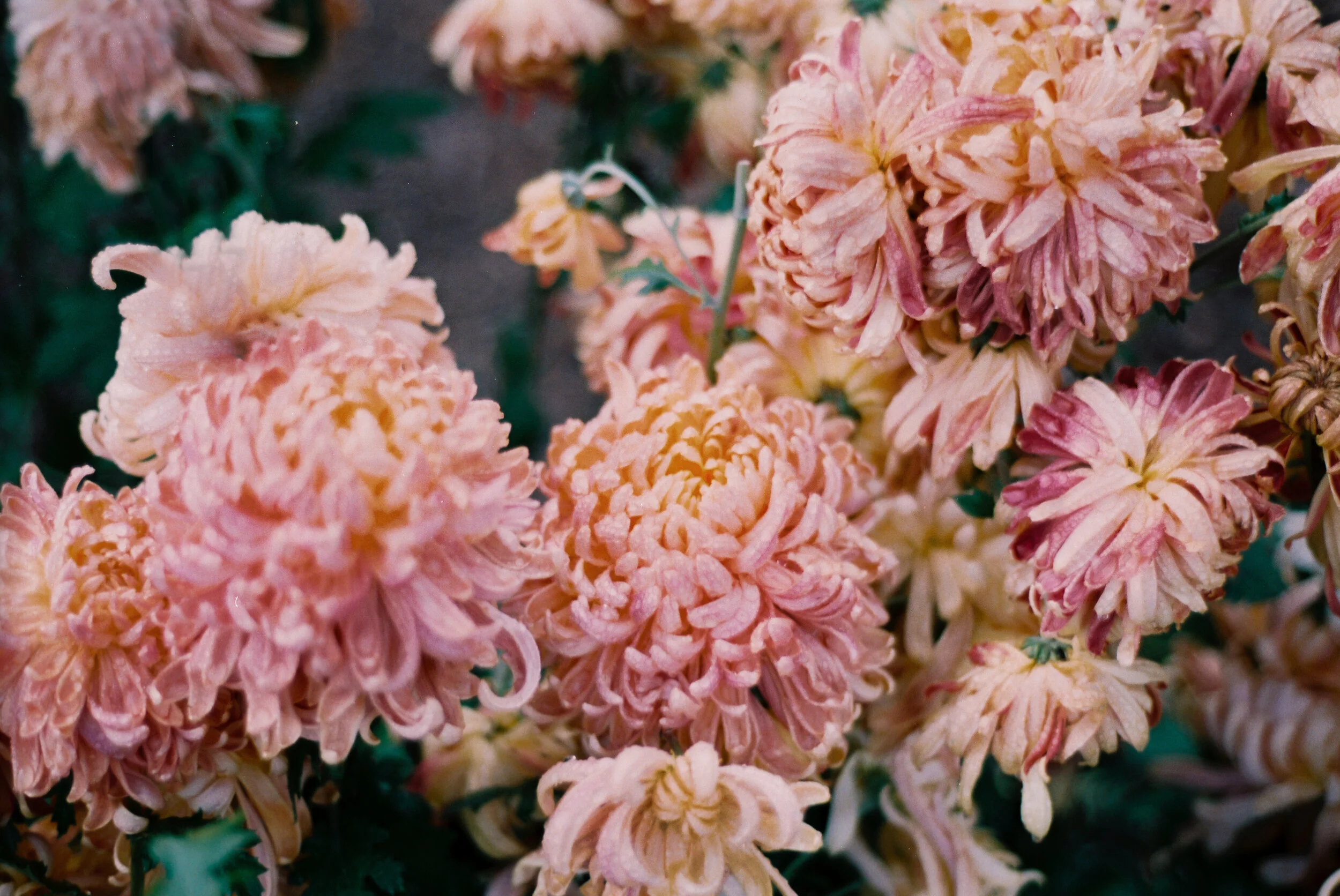 notions of spring, california, 2020