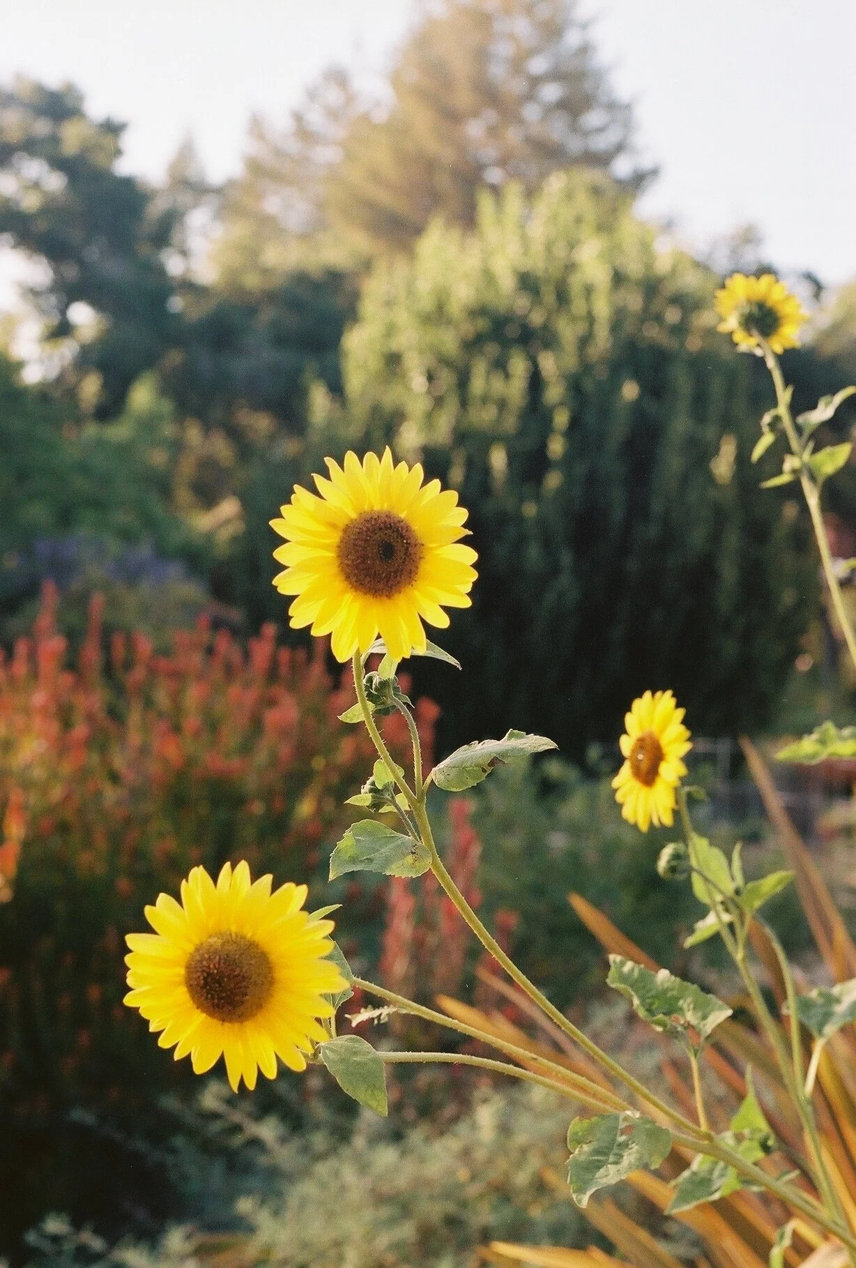 evening light, california, 2021