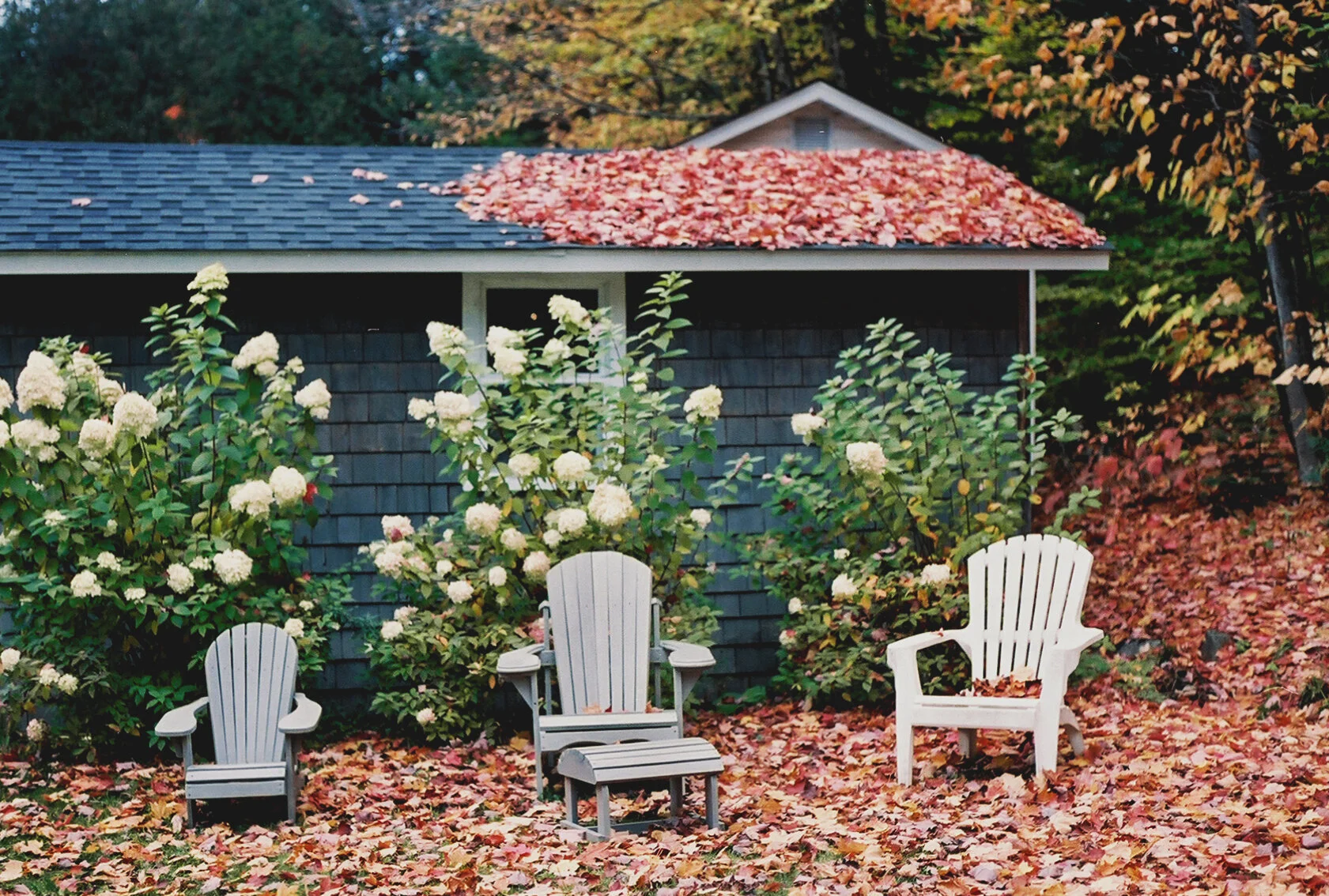 fallen leaves, quebec, 2020