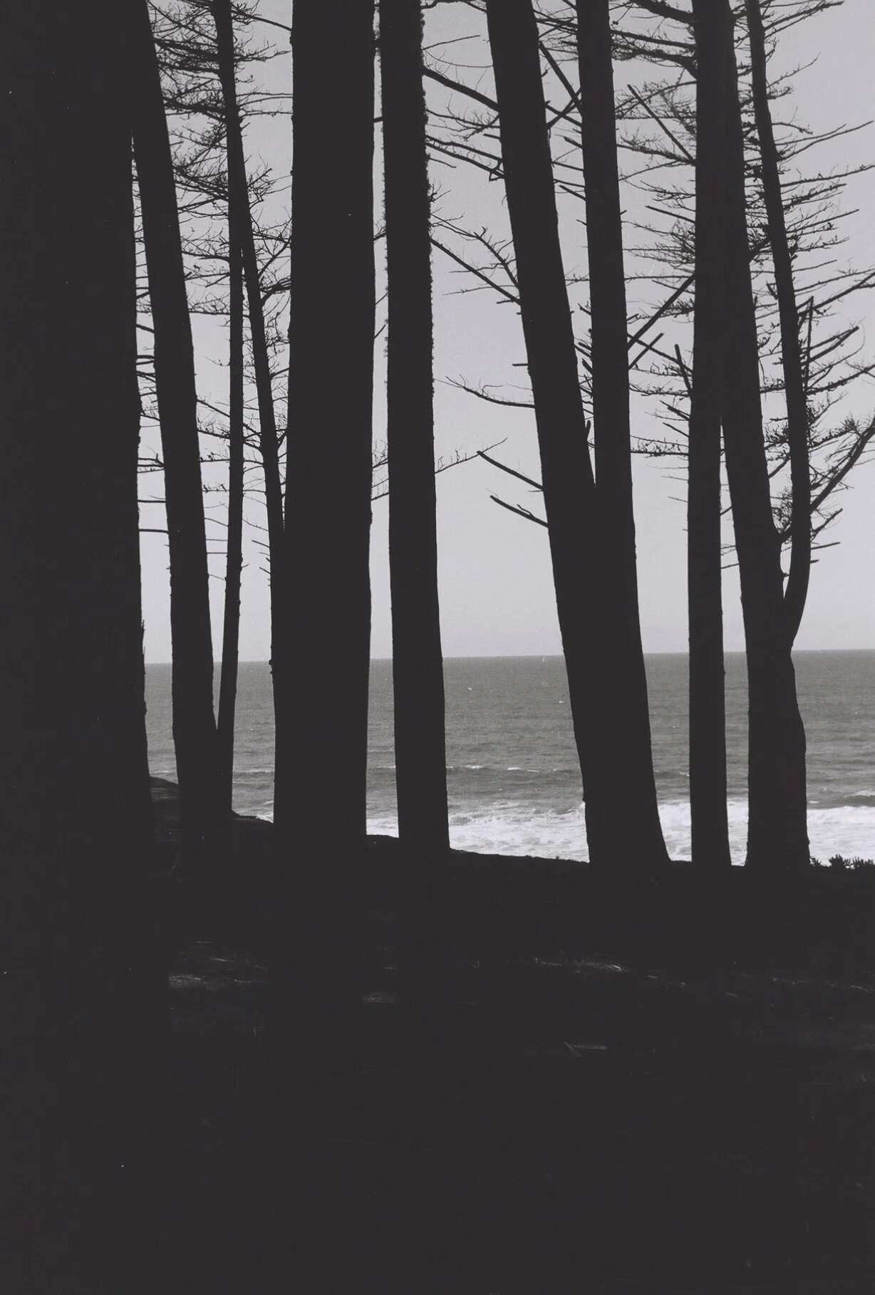 through the trees, california, 2021