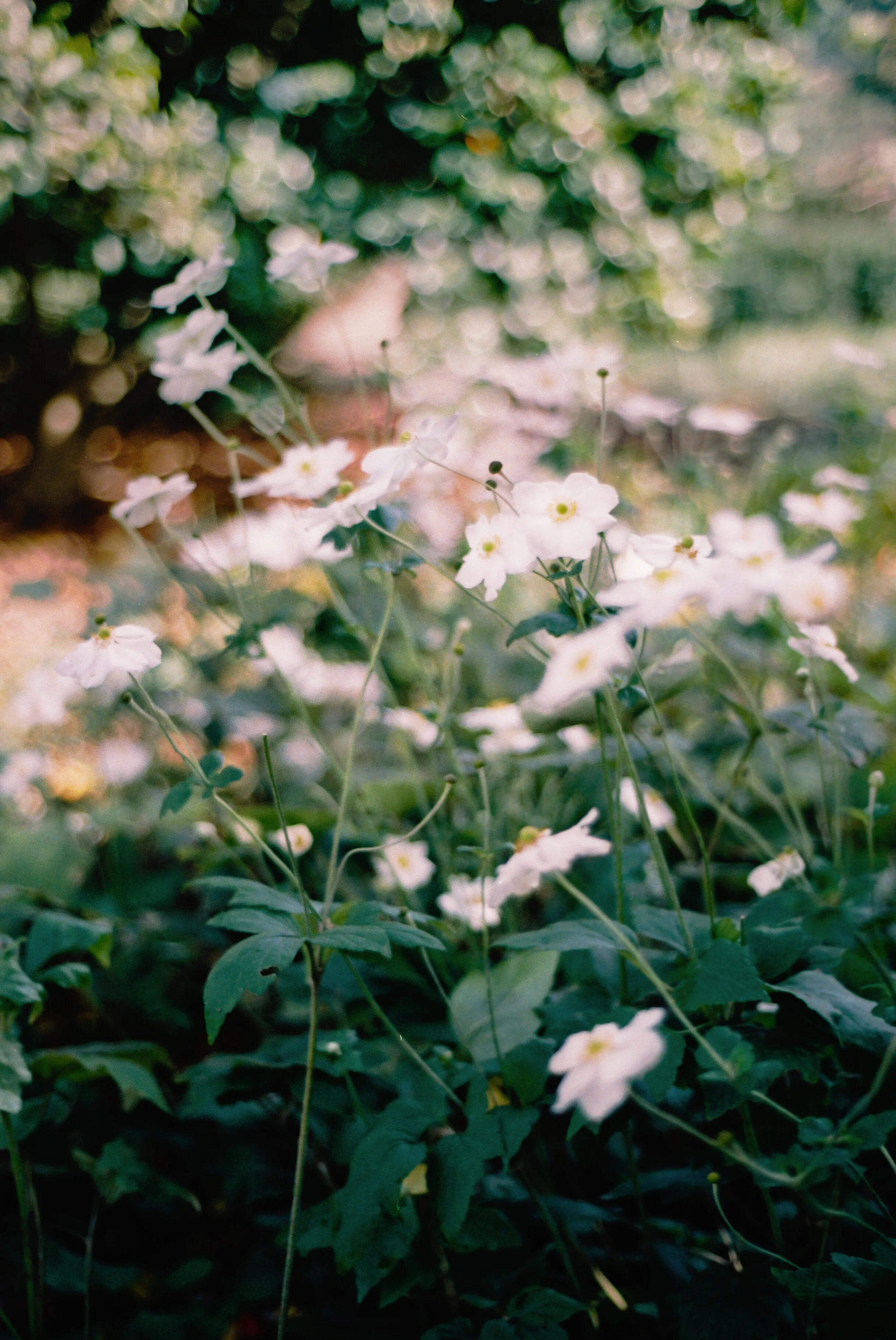 delicate, california, 2021