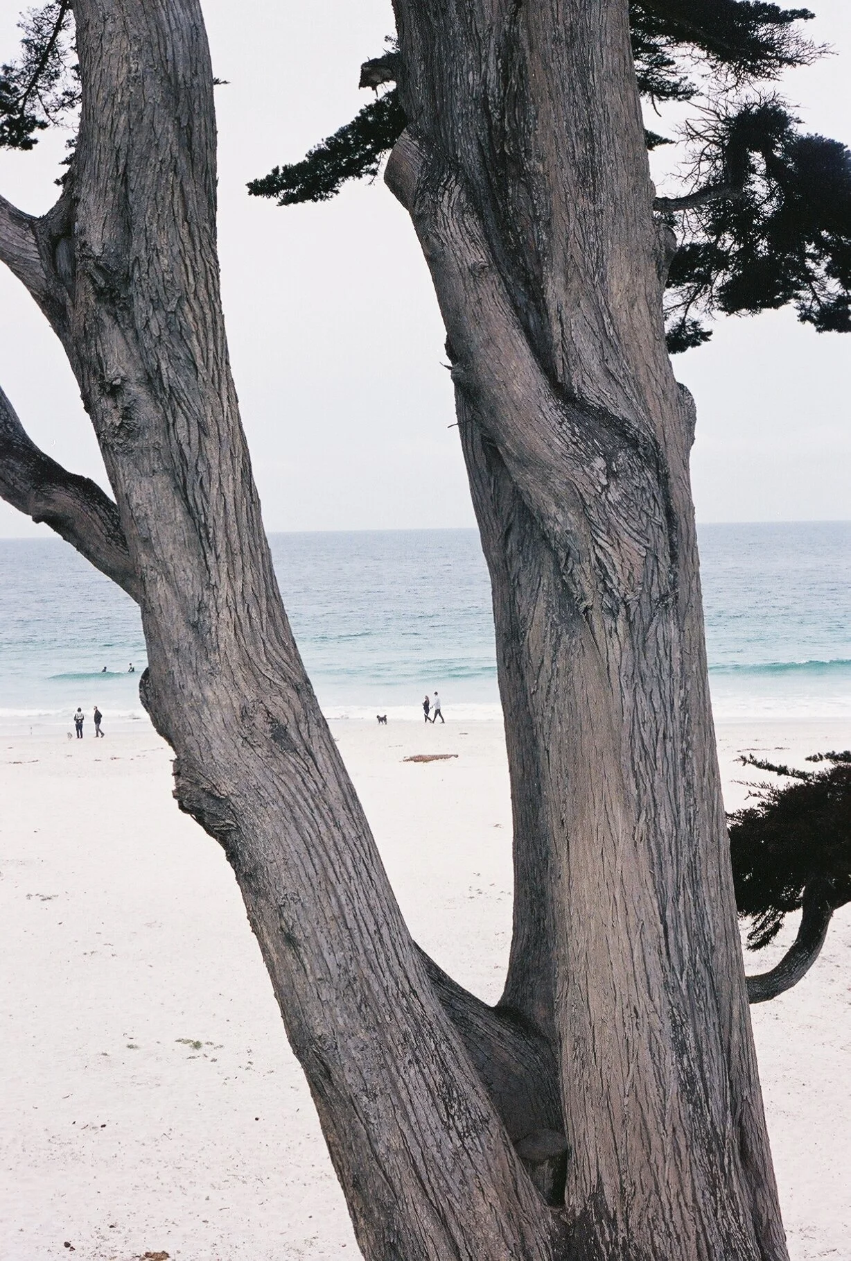 cypress trees, california, 2021