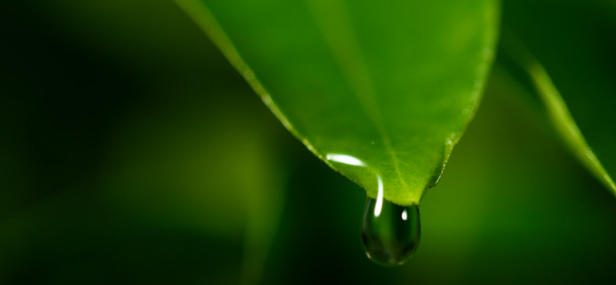 Aussan hero video fallback image.PNG