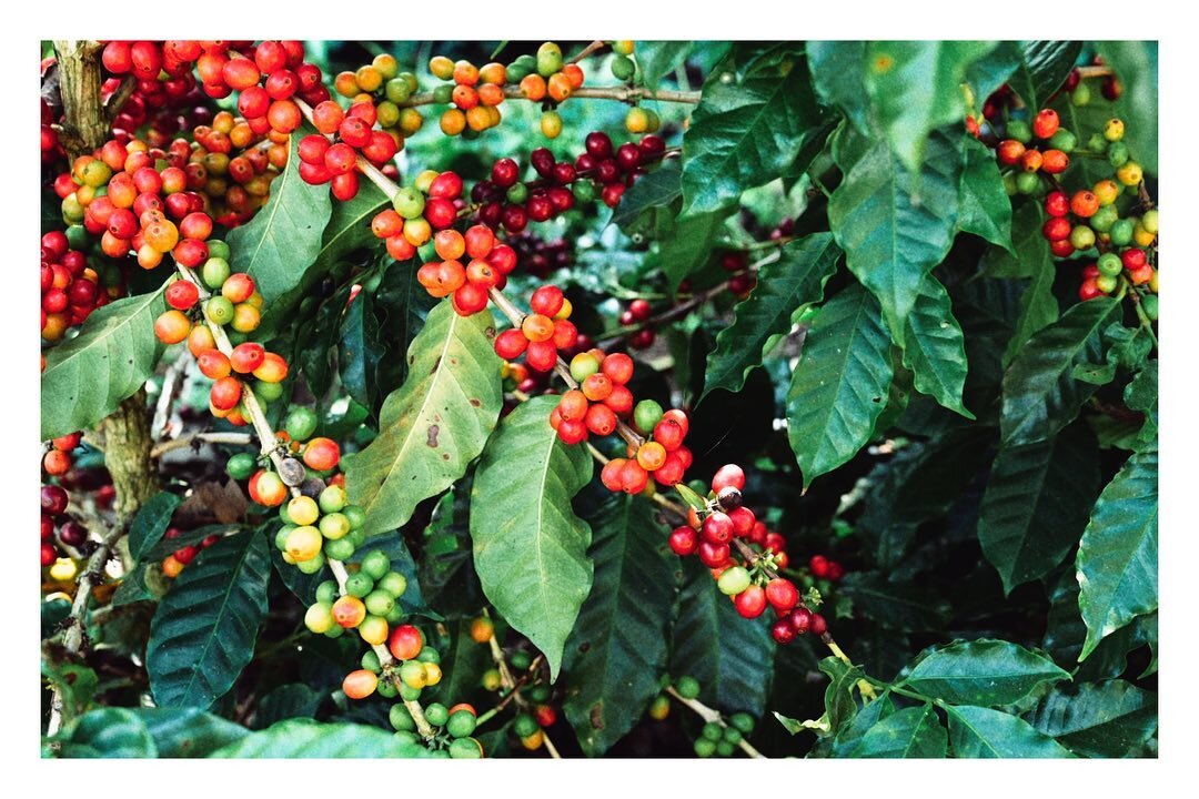We have harvested all the full ripe cherries at our farms. These will be ready in a bit so we patiently wait for the last harvesting round. 
.
.
.
#coffeelover #coffeetime #coffeegram #coffeeart #coffeedaily #coffeeculture #coffeeroasting #coffeeroas