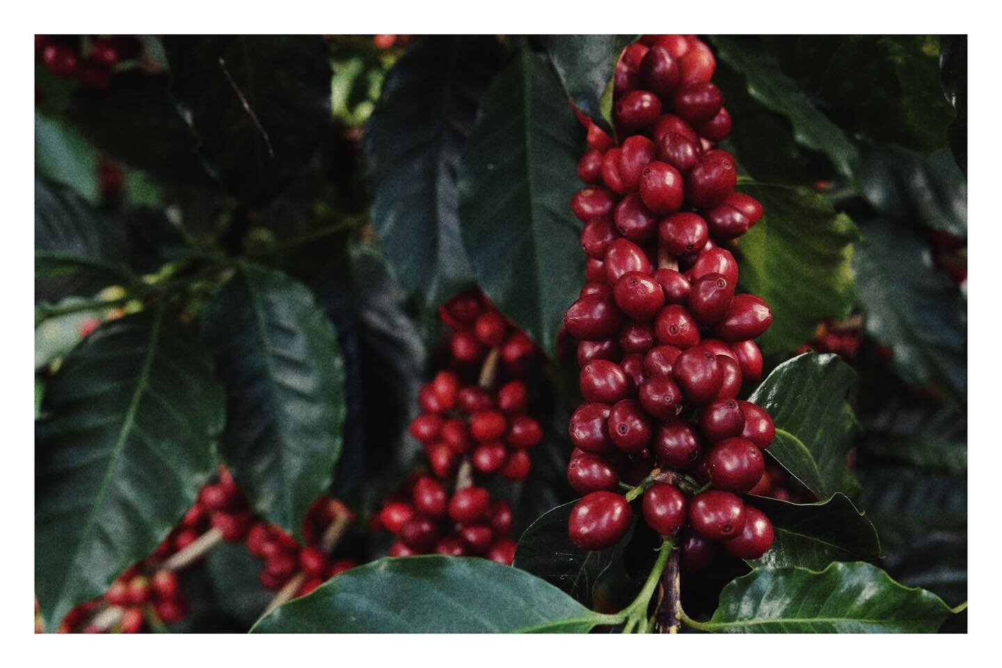 Our parents grew coffee, our grandparents too. This coming Monday marks the start of a new harvest. Big hopes. Big dreams. 
.
.
.

#specialtycoffeeassociation #specialtycoffee #coffeeroastersguild #coffeeculture #coffeeaddict #coffeeharvest #coffeero