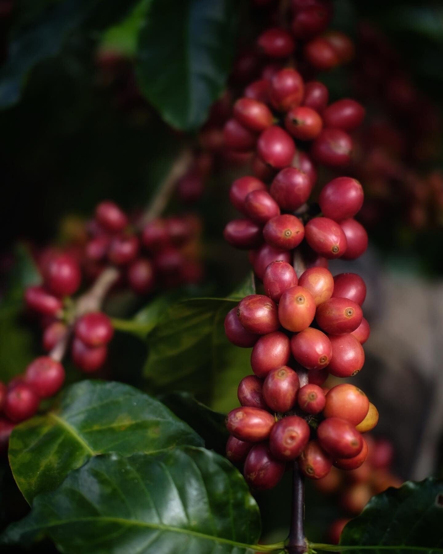 With the first round of picking done we patiently wait for the cherries we left off to to ripen. Harvesting full ripe ensures maximum flavor precursors. 
.
.
#coffeeart #coffeetime #coffeelover #coffeeshop #coffeeroasters #coffeeroastery #coffeeshots