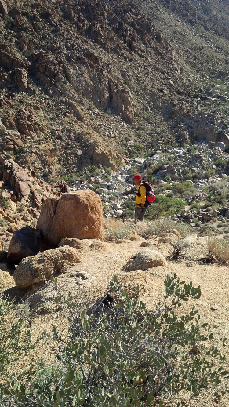 Joshua Tree paul miller search.jpeg