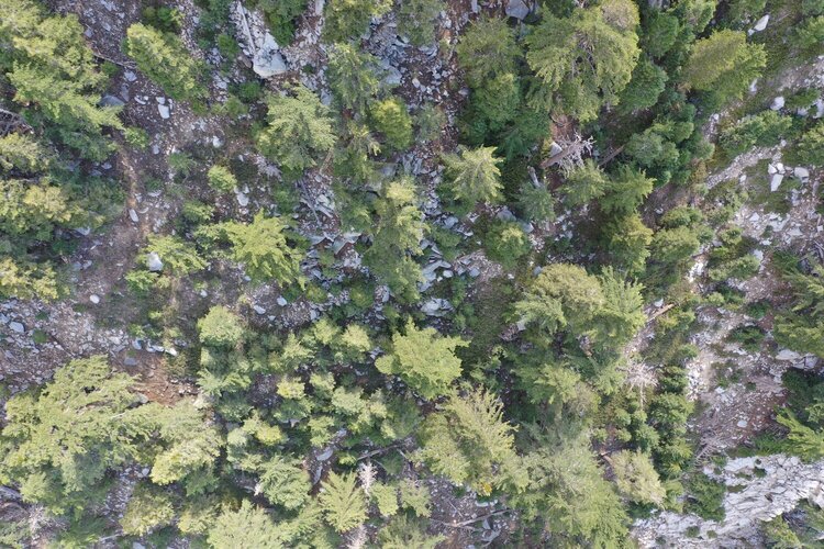 One search image out of thousands taken of a search area in a heavily forested environment.