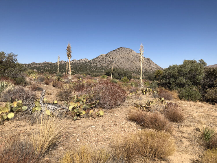 The desert near the Sawmill Trailhead is lonely and beautiful.