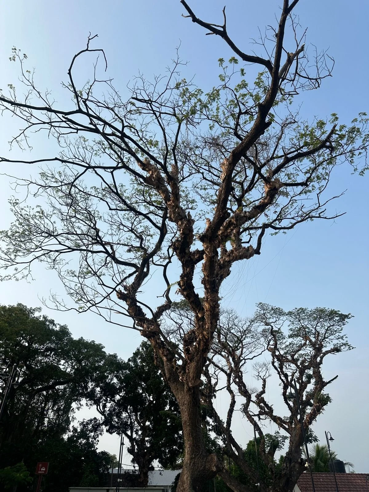 beautiful tree that forms a pattern against the sky