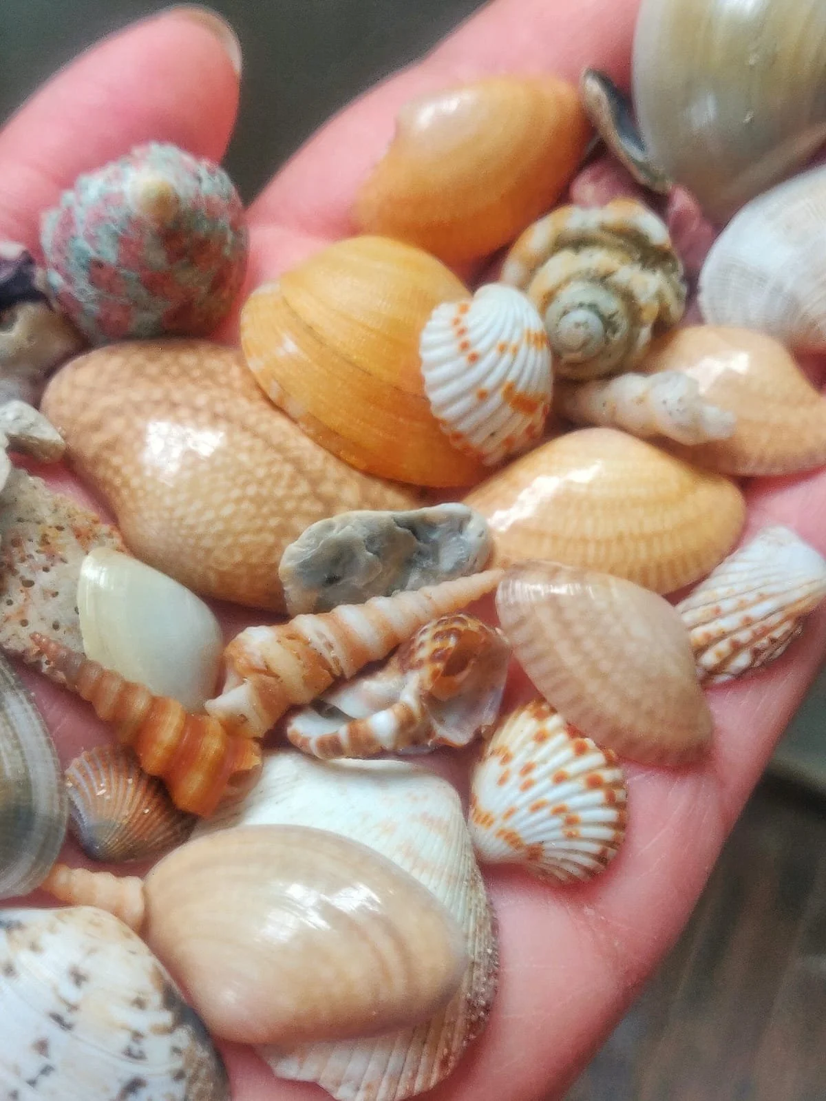 handful of shells, aesthetic