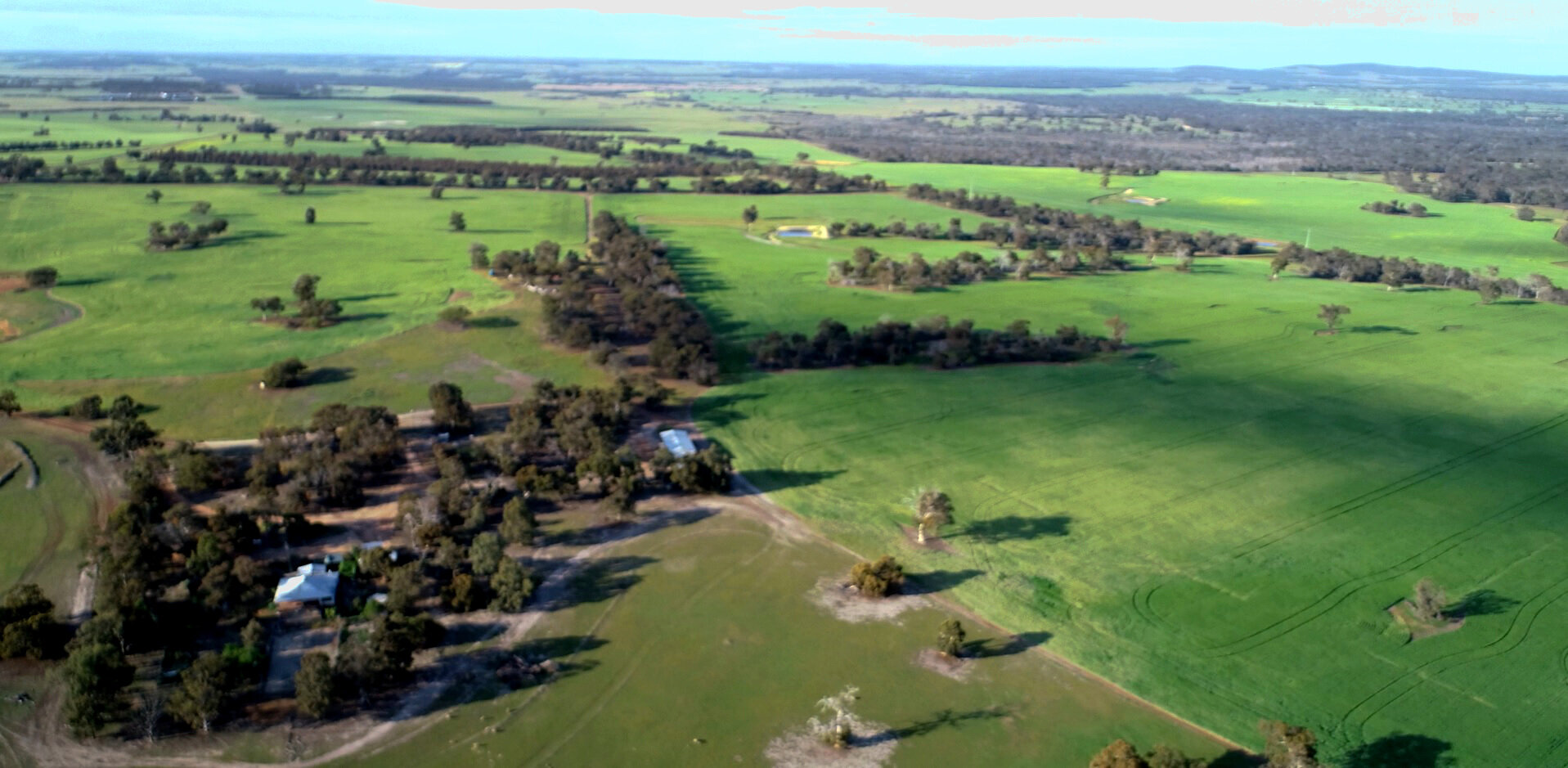Terlinga forestry plantations