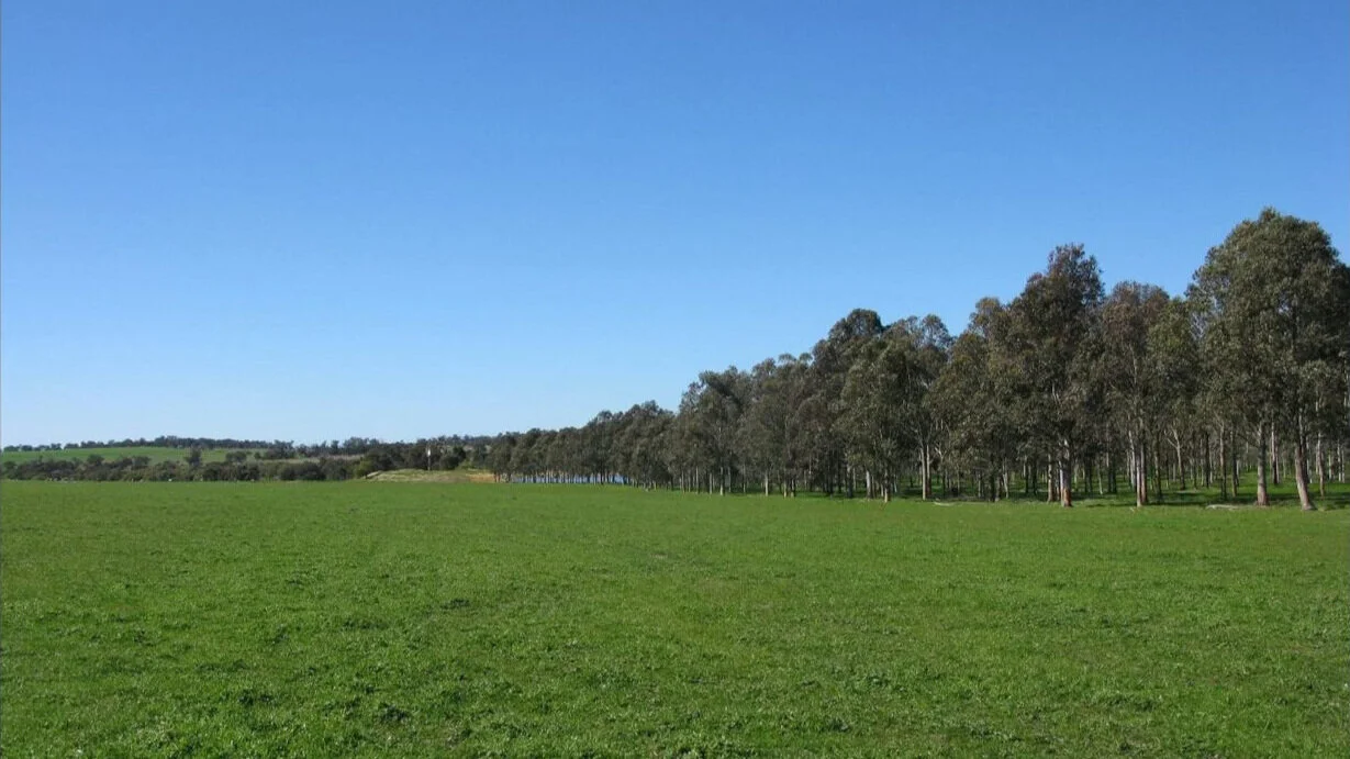 Pine plantation on an Orion property