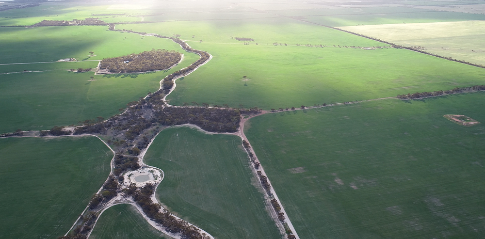 Barley paddocks at Connellys