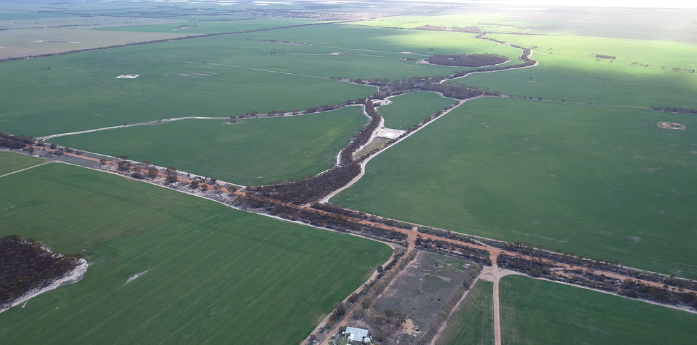 Wheat paddocks at Connellys