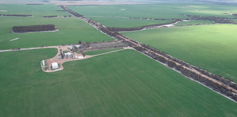Lupin paddocks at Connellys
