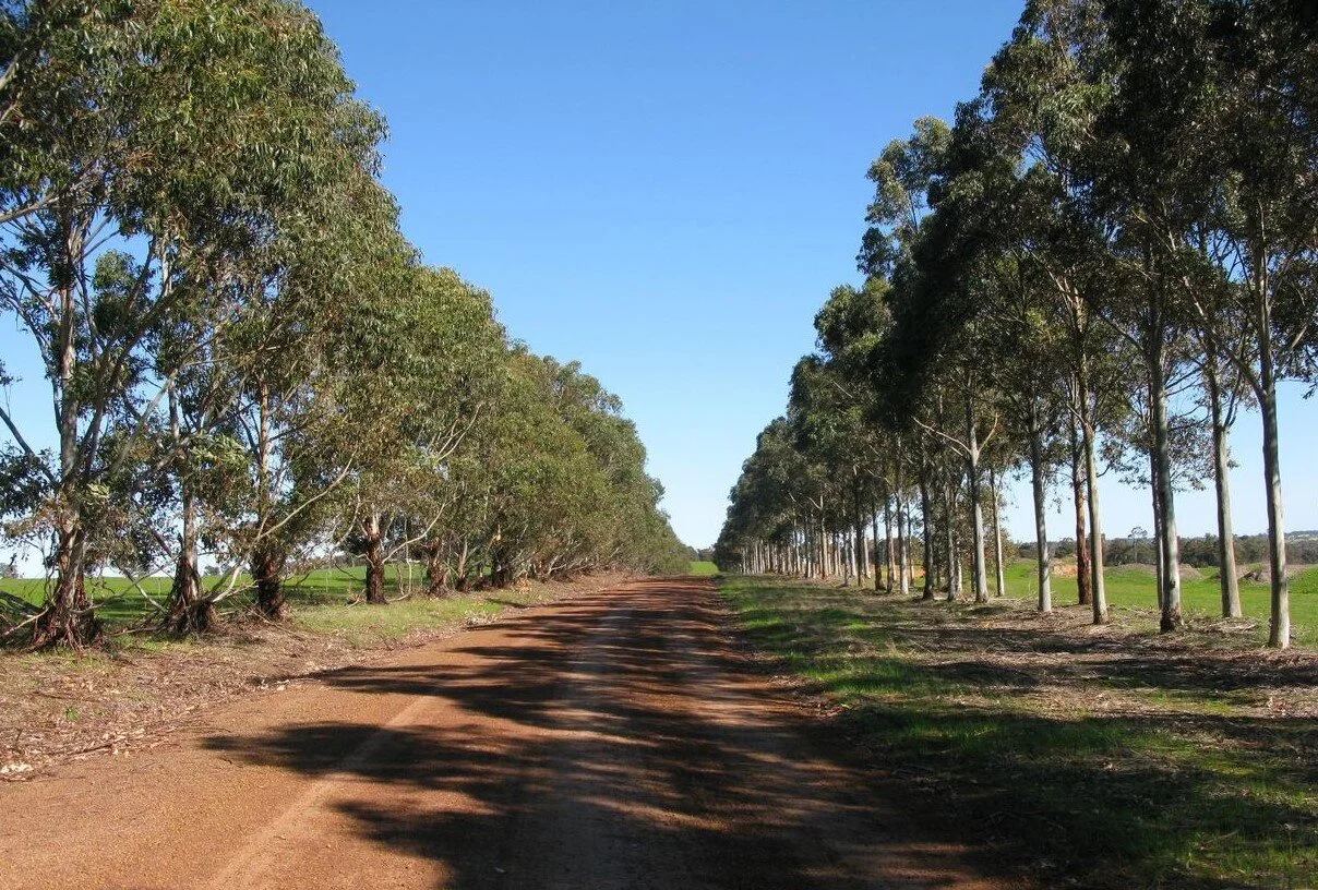 Tree-lined avenue on an Orion property