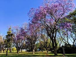 Houghtons jacaranda trees.jpeg