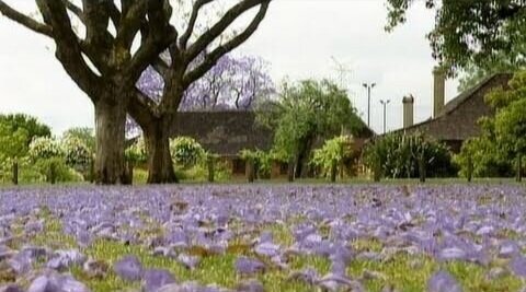 houghtons+jacarandas+purple+on+ground.jpg