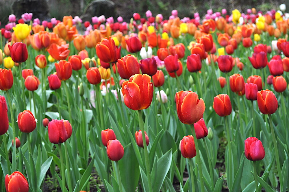 DSC_0673 compressed mostly red tulips.jpeg