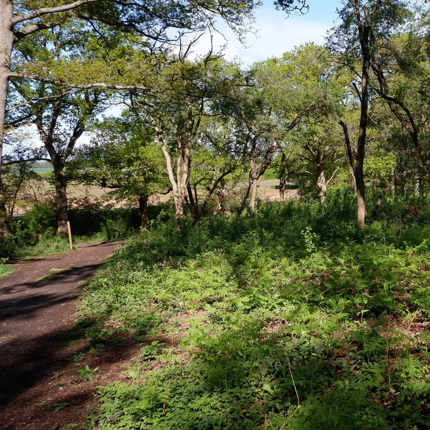 Where nature meets neighbourhood - Chesterwell Wood has been preserved and enhanced as a vital space for biodiversity, ecology, and peaceful leisure at the heart of the new Chesterwell community.

#placemaking #urbandesign #woods #leisure #nature #bi