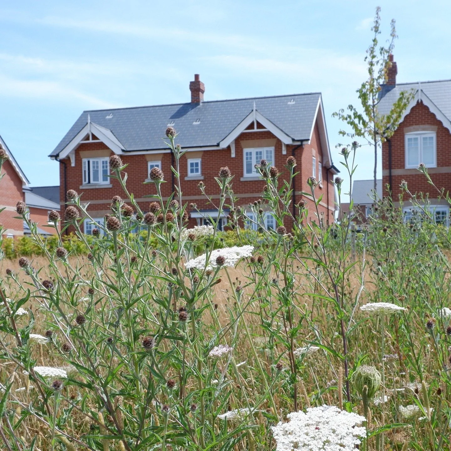 At Chesterwell, homes fronting the open countryside are carefully designed to mediate between town and landscape &mdash; soft edges, natural materials, and a generous planting strategy help blend the development into its rural setting while retaining