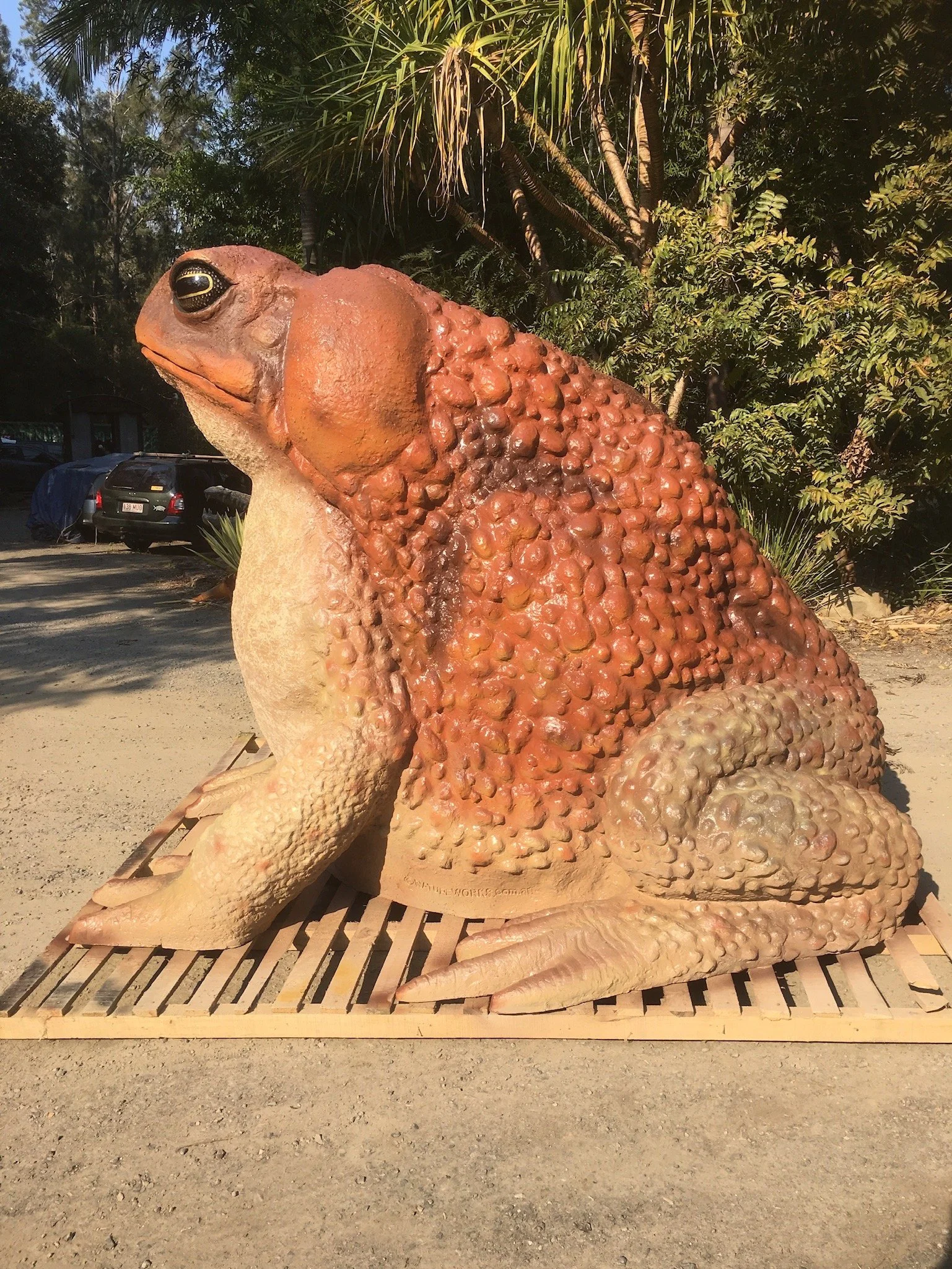 Cane Toad painted by Matt Smidt at Natureworks Australia