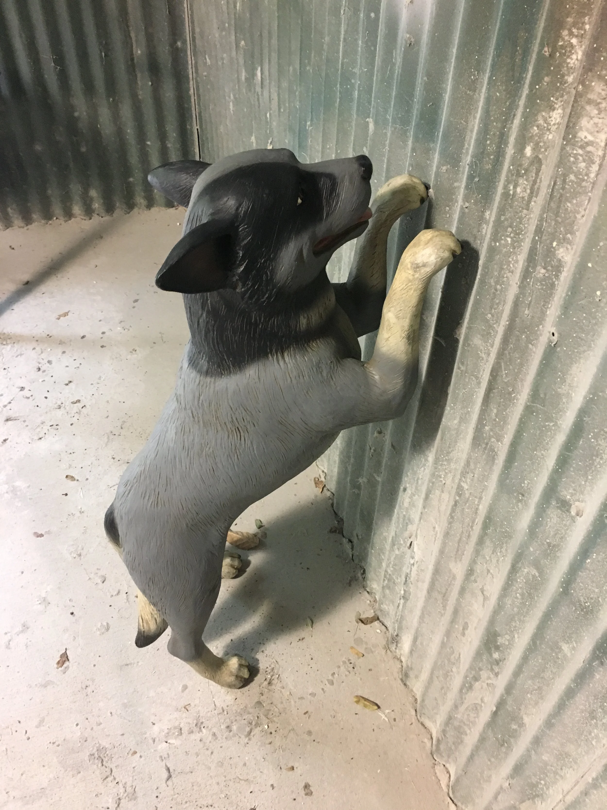 Cattle Dog Before shot from Natureworks Australia