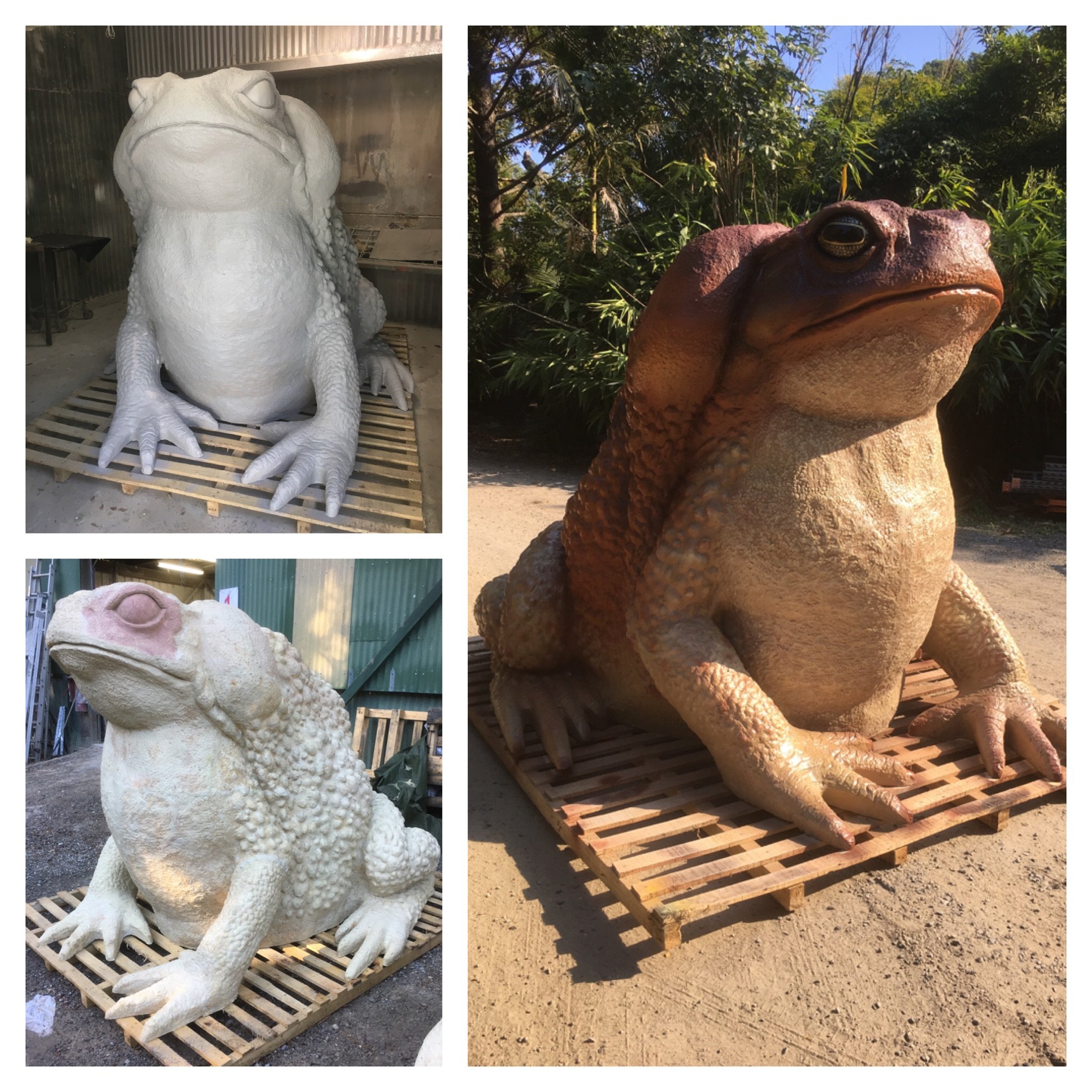 Cane Toad painted by Matt Smidt at Natureworks Australia