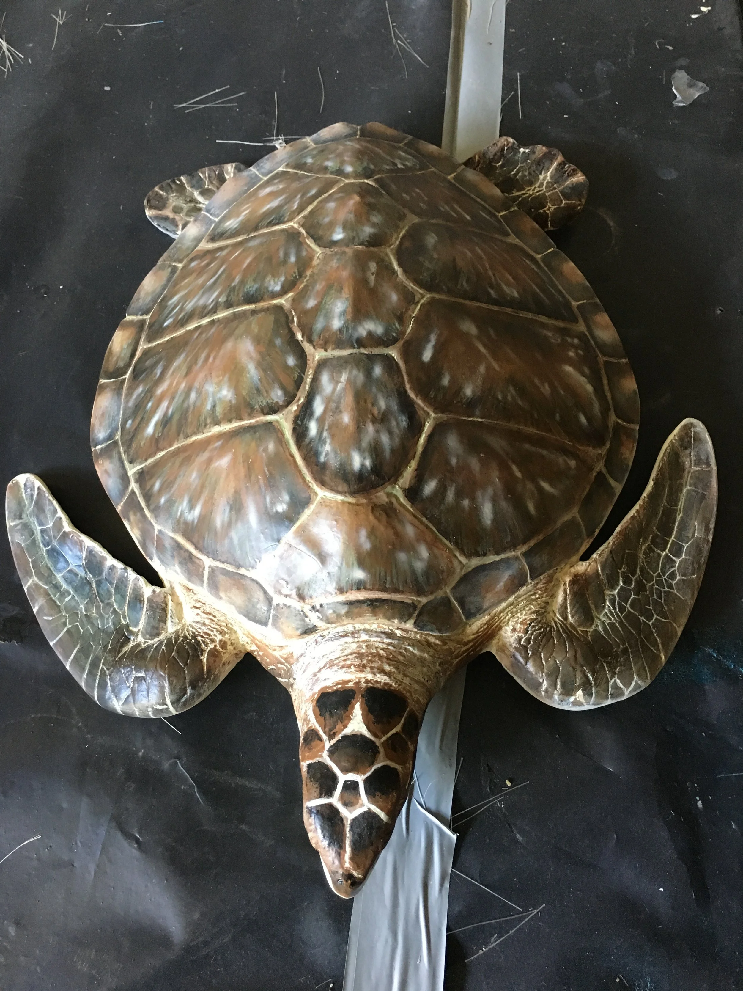 Turtle painted by Matt Smidt at Natureworks Australia