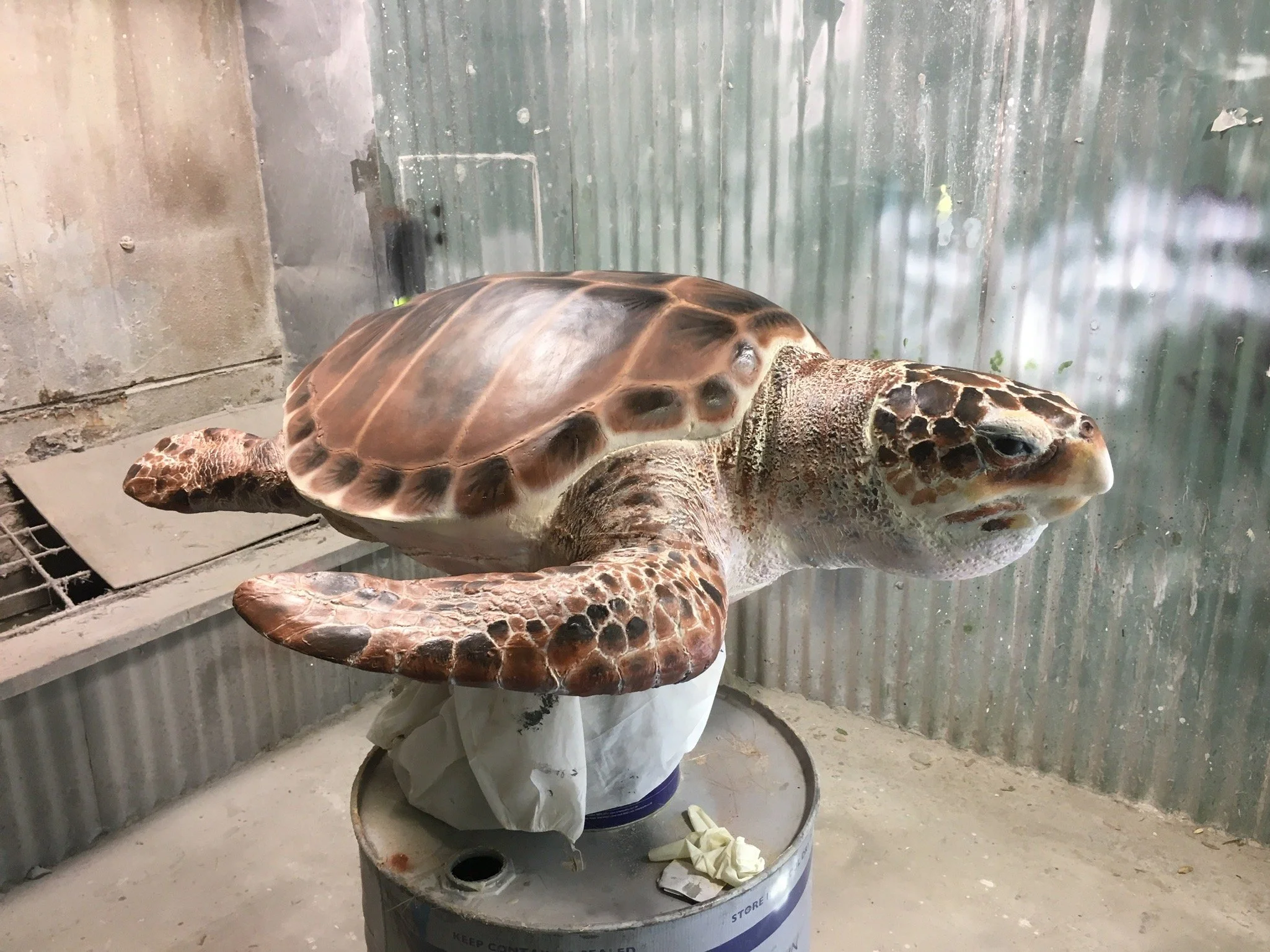 Turtle painted by Matt Smidt at Natureworks Australia