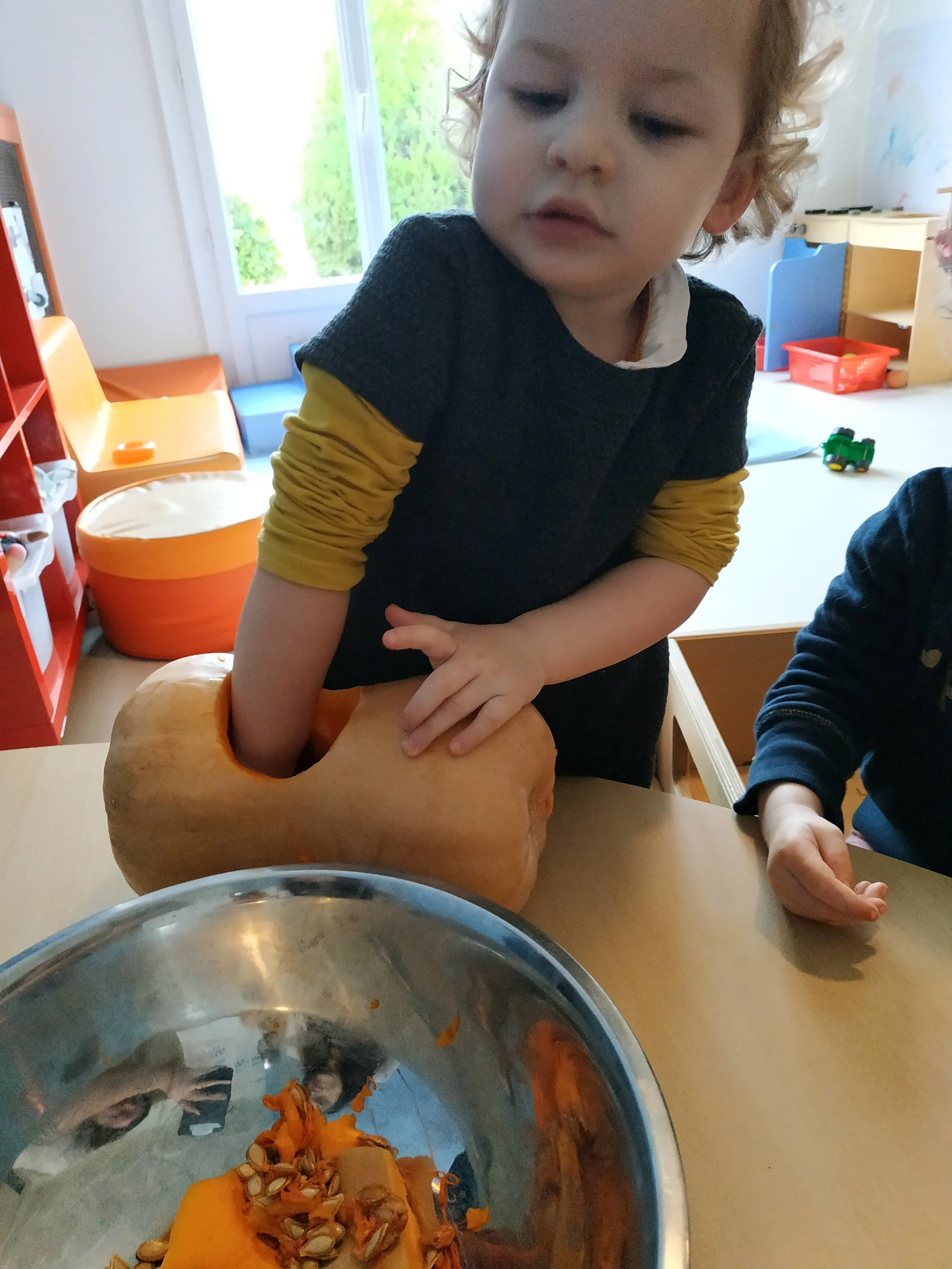 Récolte des graines de butternut