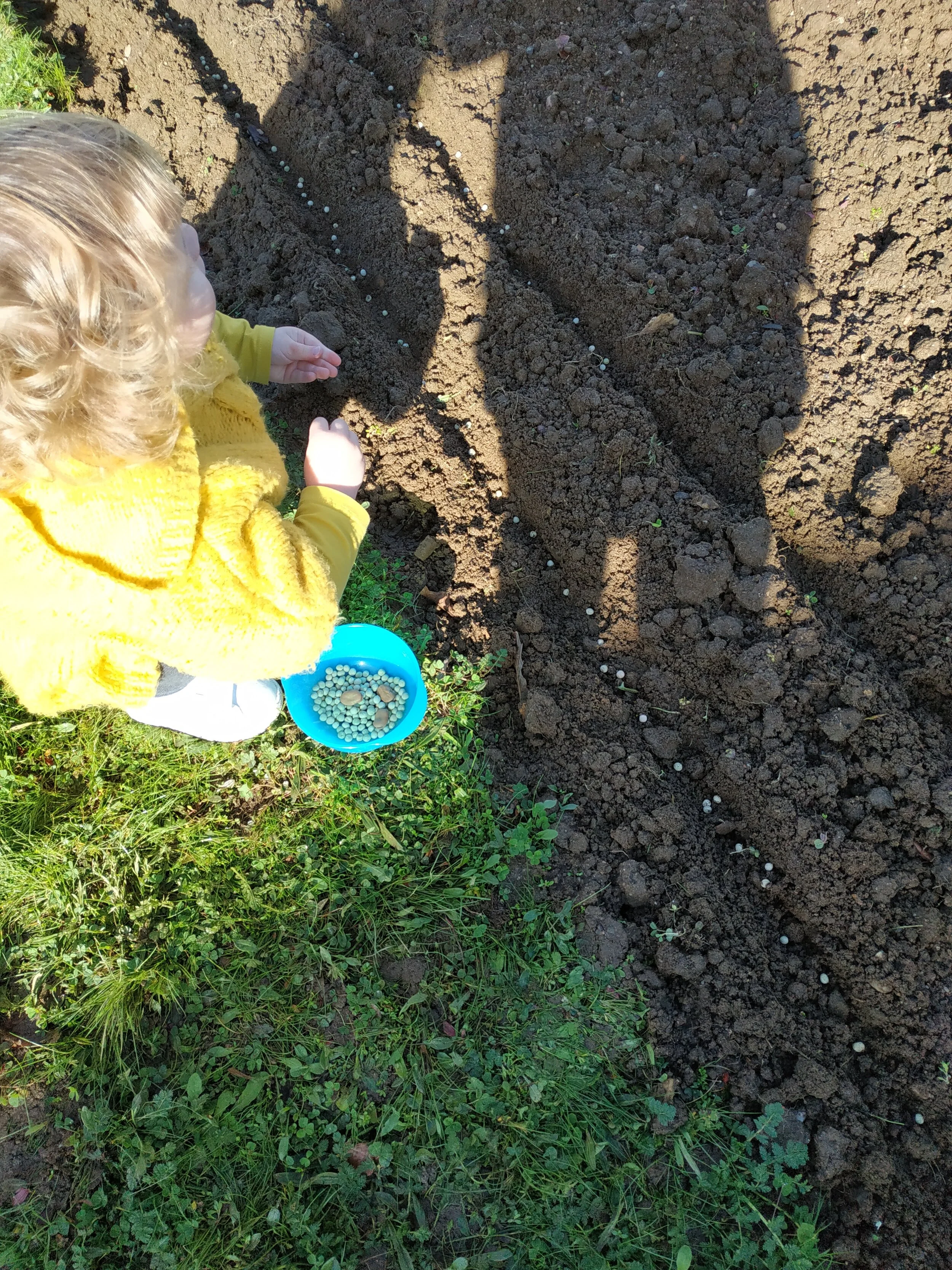 Semer des petits pois