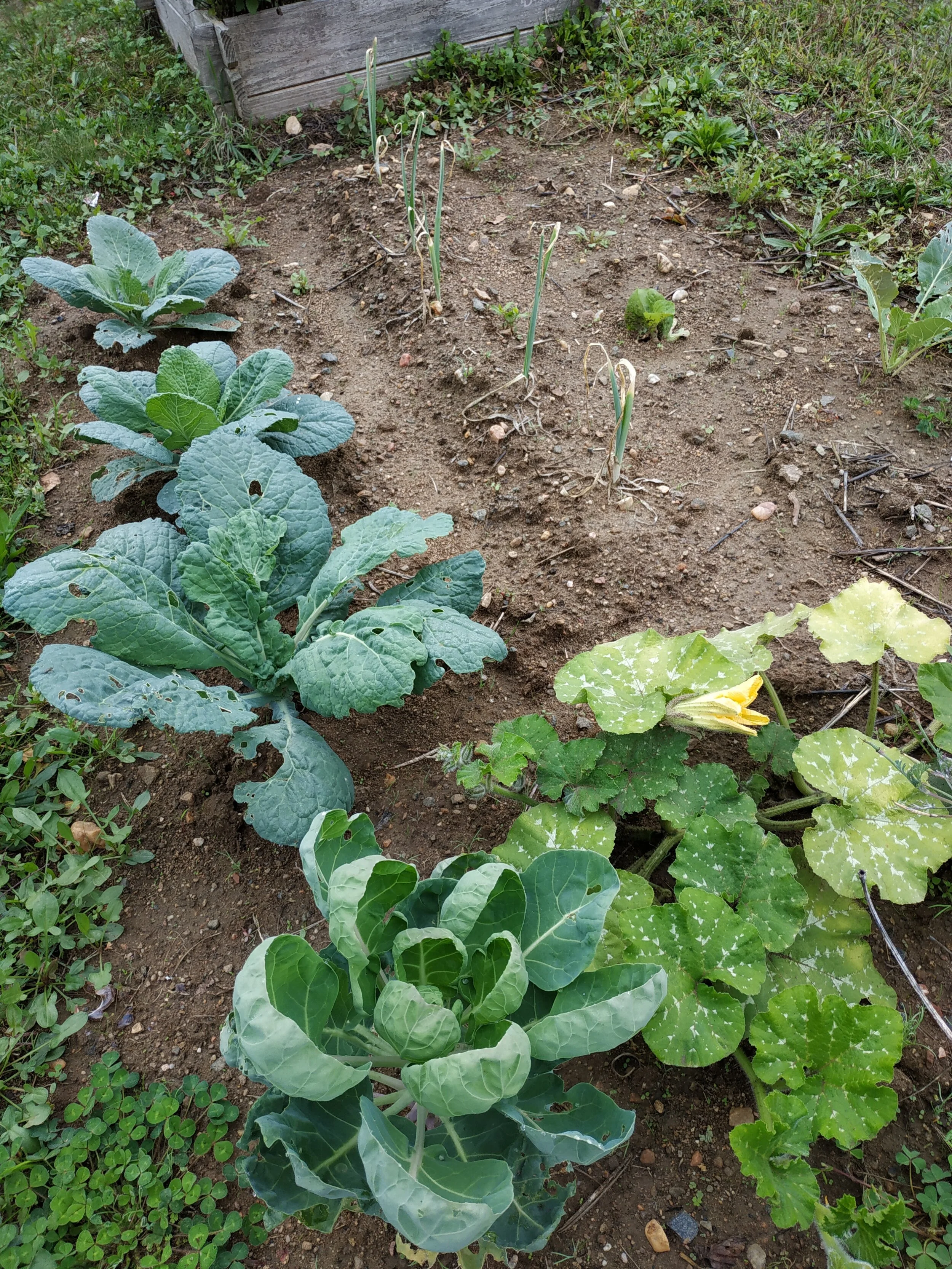 Savez-vous planter les choux !