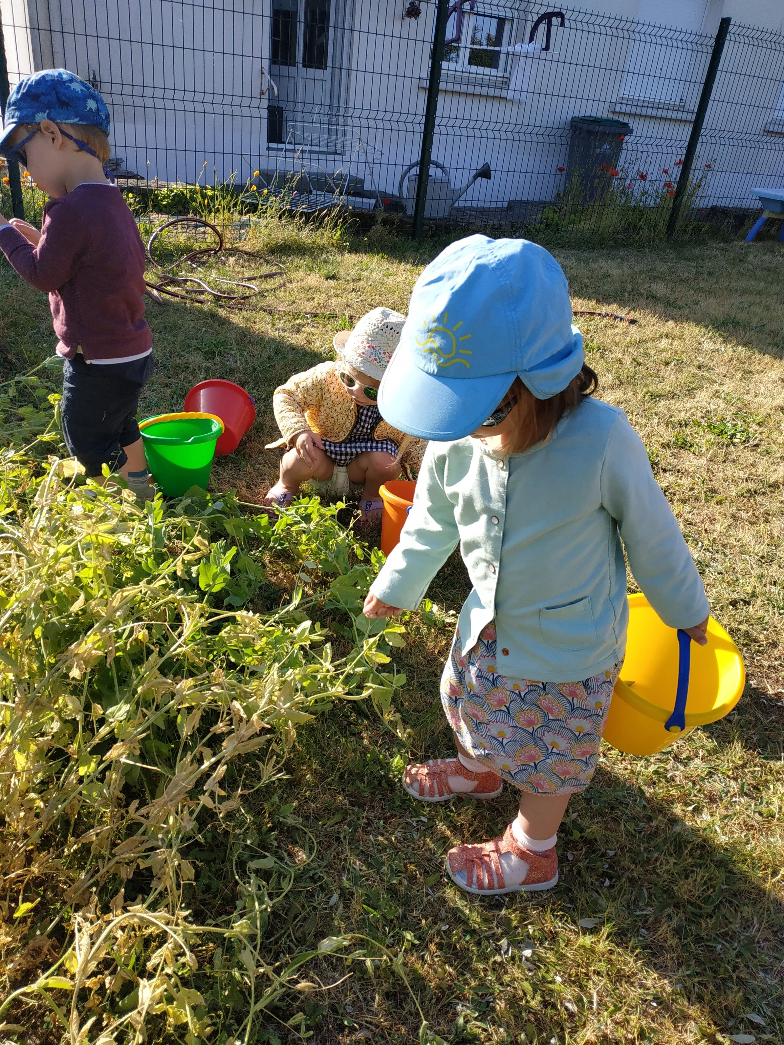 Récolte des petits pois