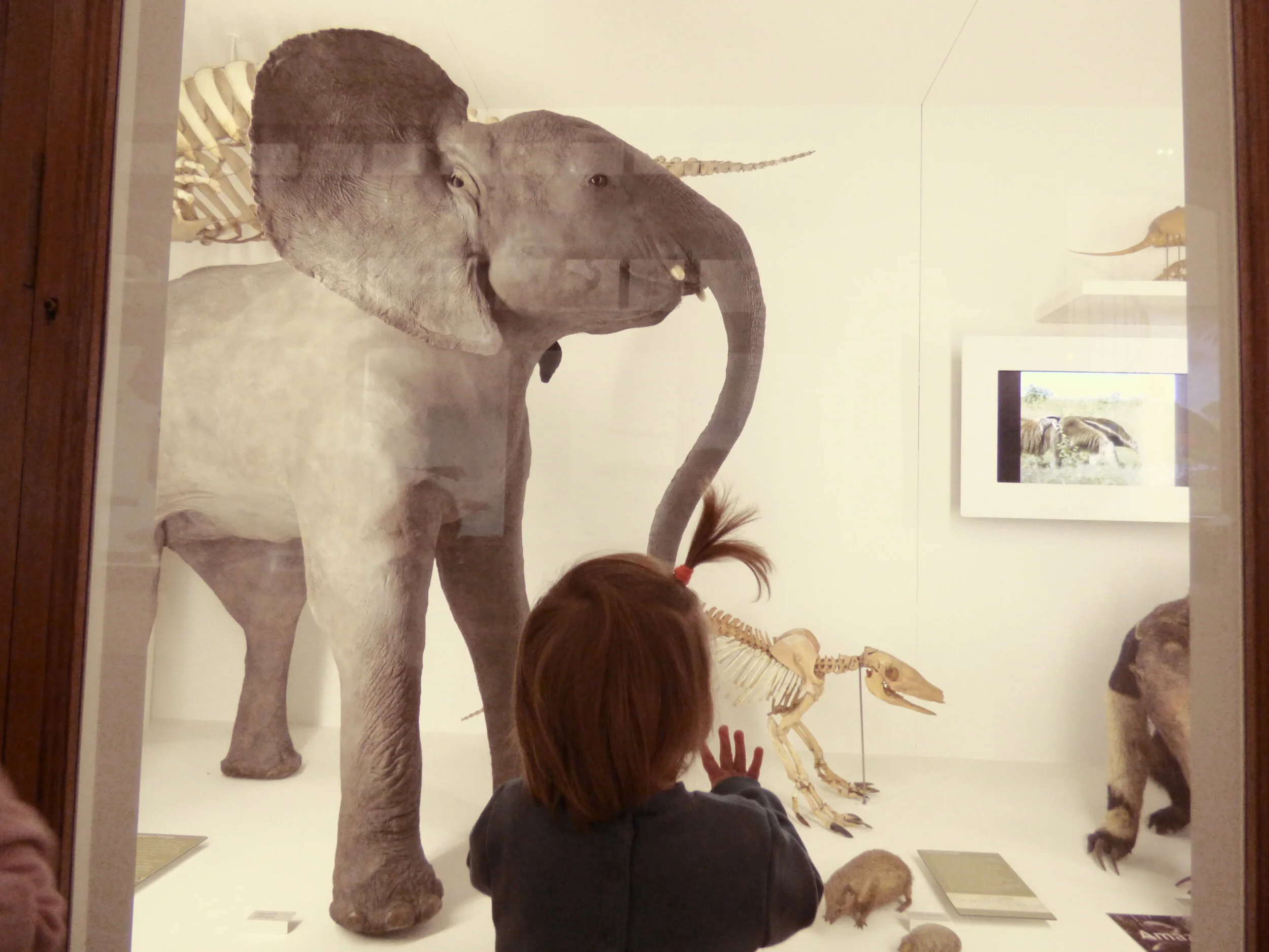 Ma journée au Muséum d'Histoire Naturelle de Nantes