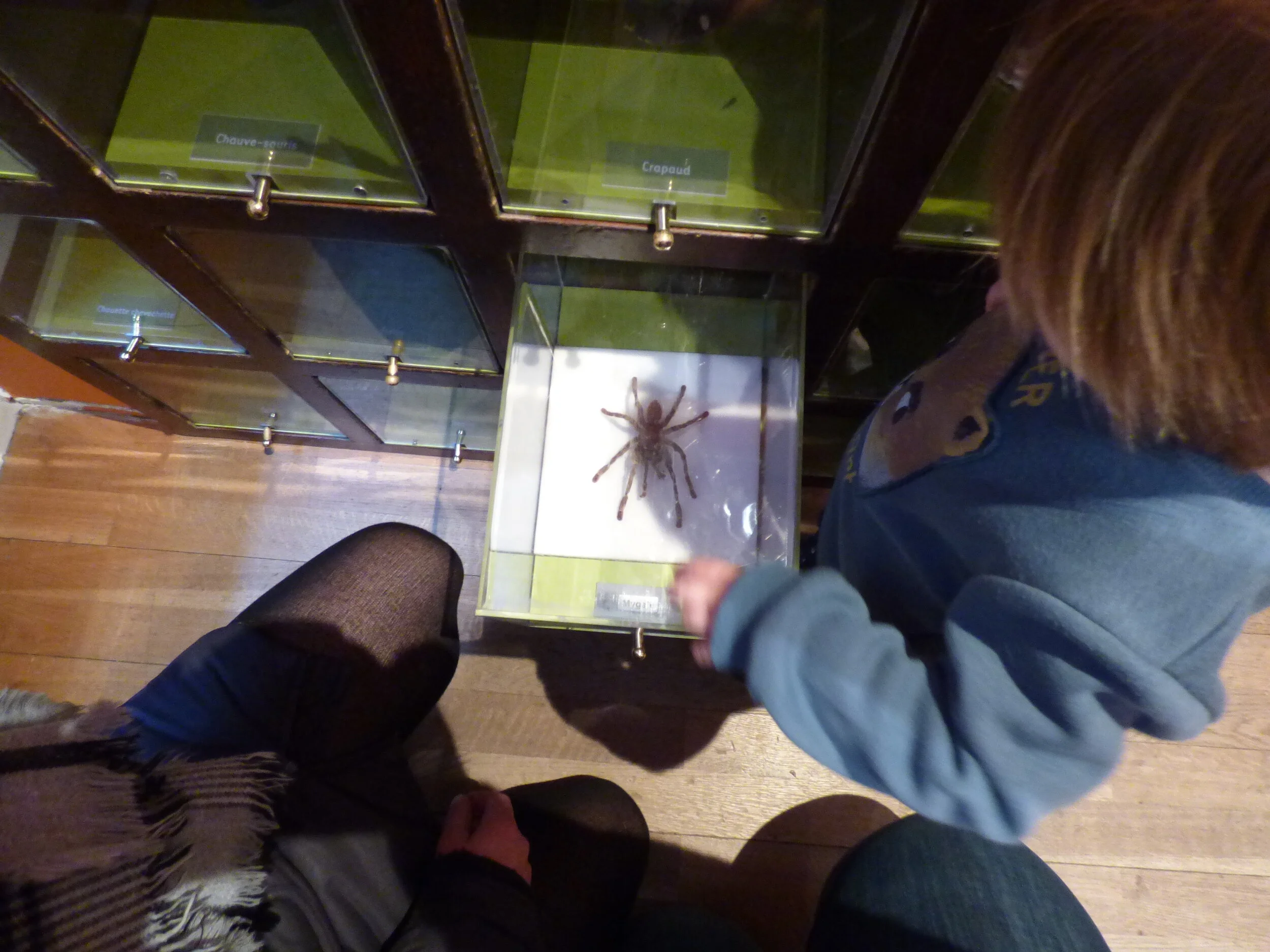 museum araignée.JPG