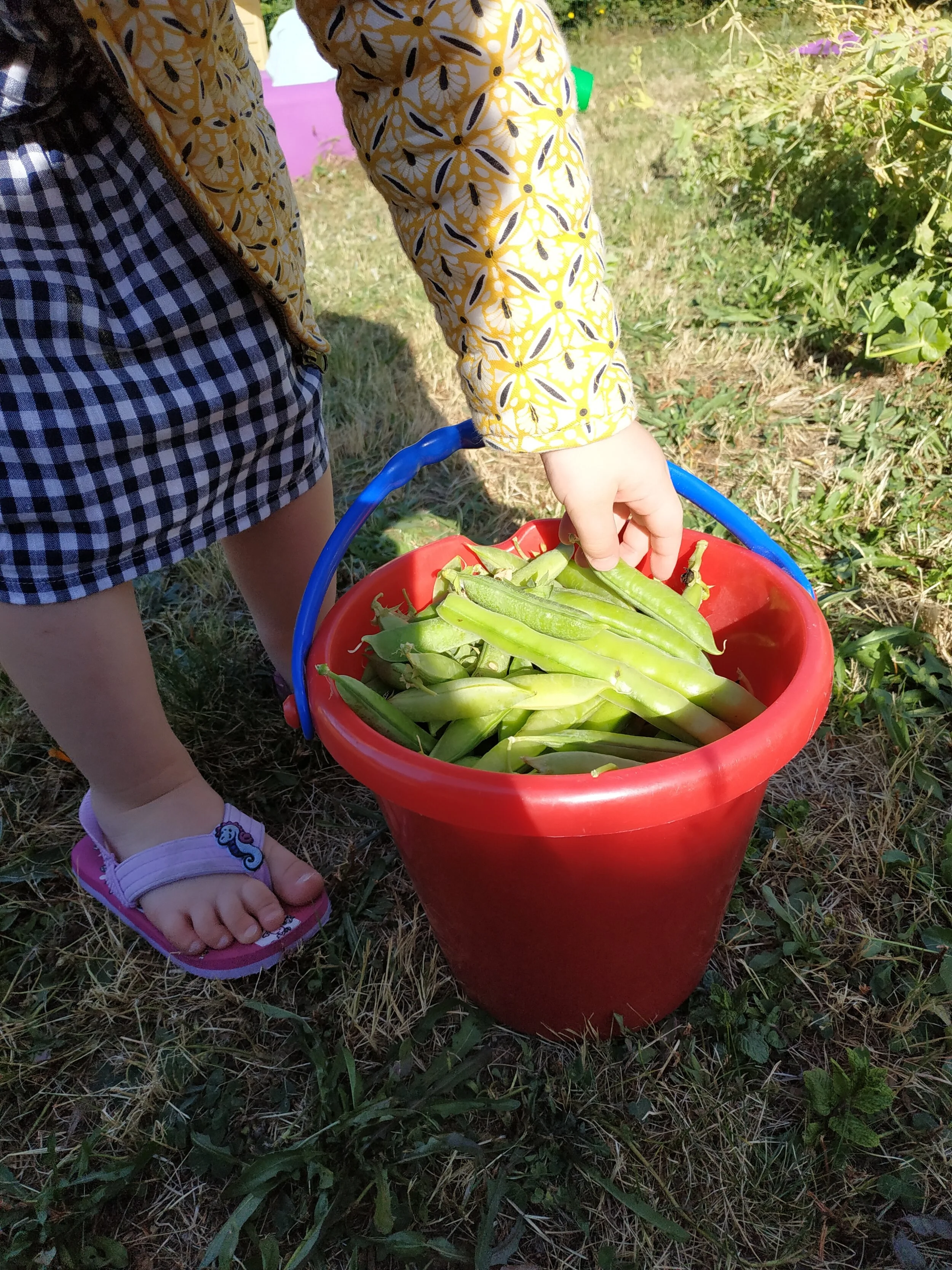 Le potager à la crèche