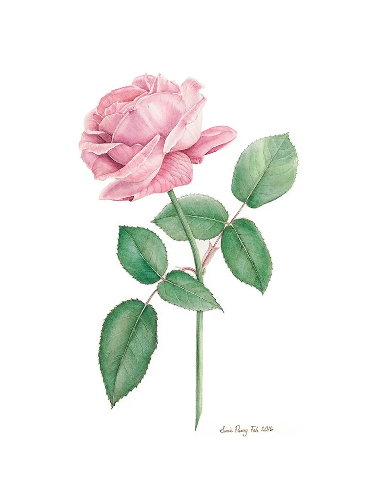 PST_Susie Parry_06.jpg