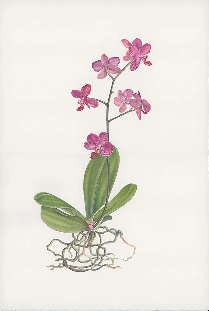 PST_Susie Parry_04.jpg