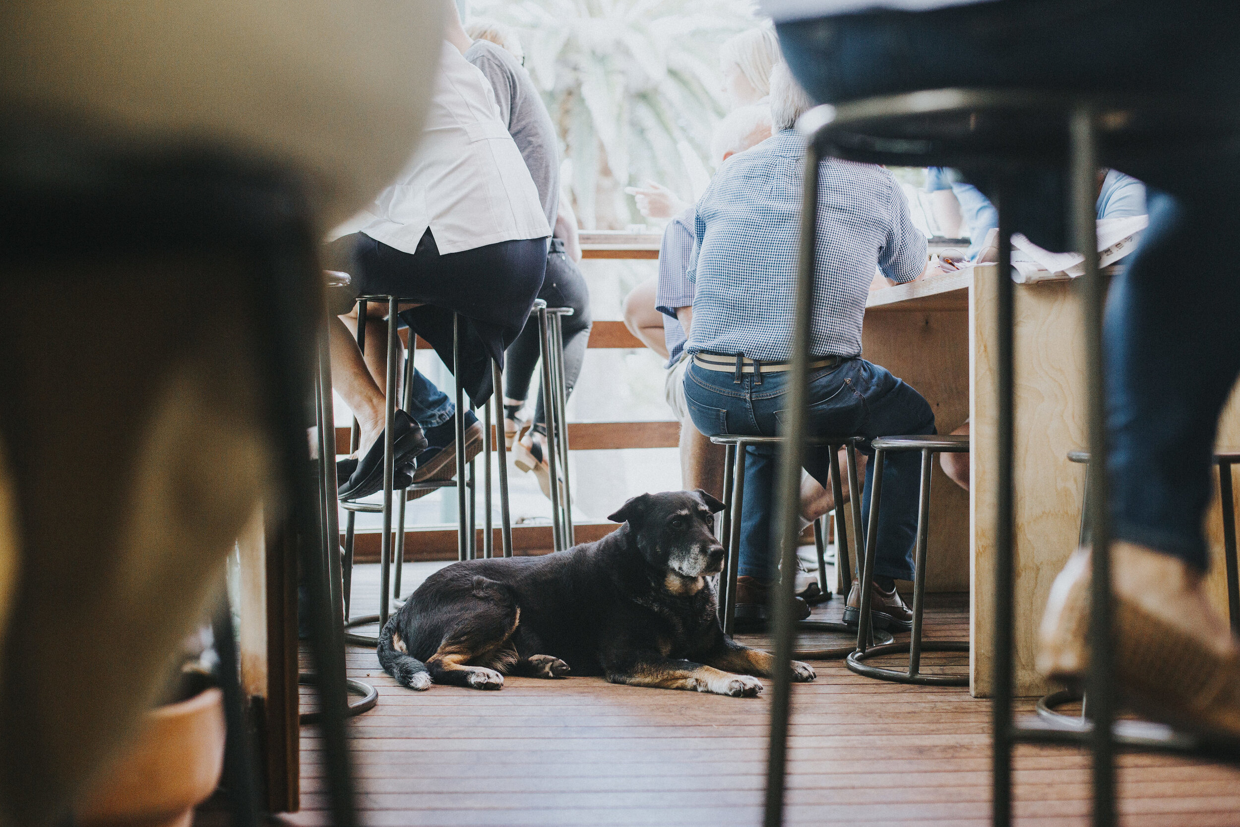 dog friendly cafe in claremont